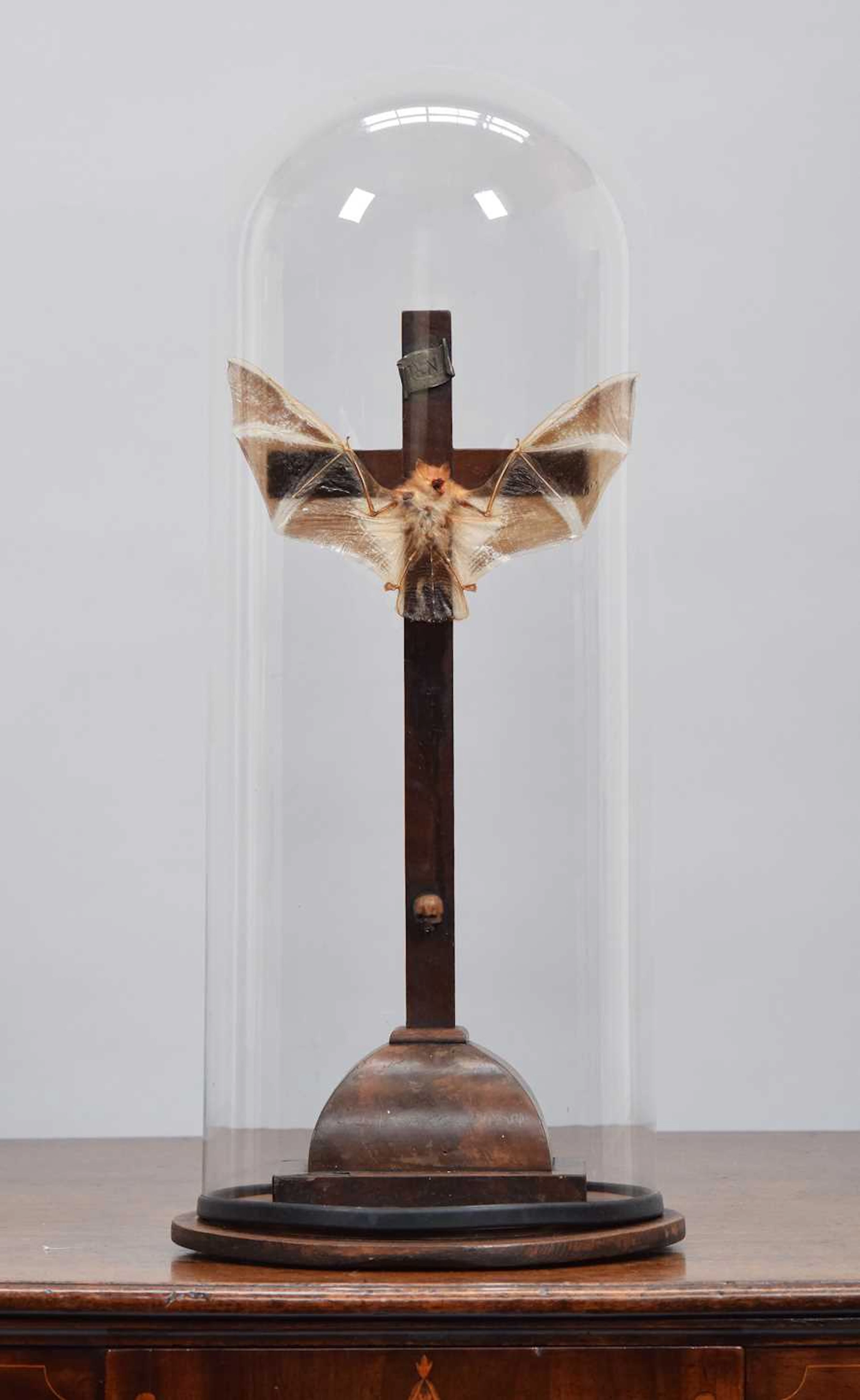 Taxidermy: A Crucified Painted Bat (Kerivoula picta), mid-late 20th