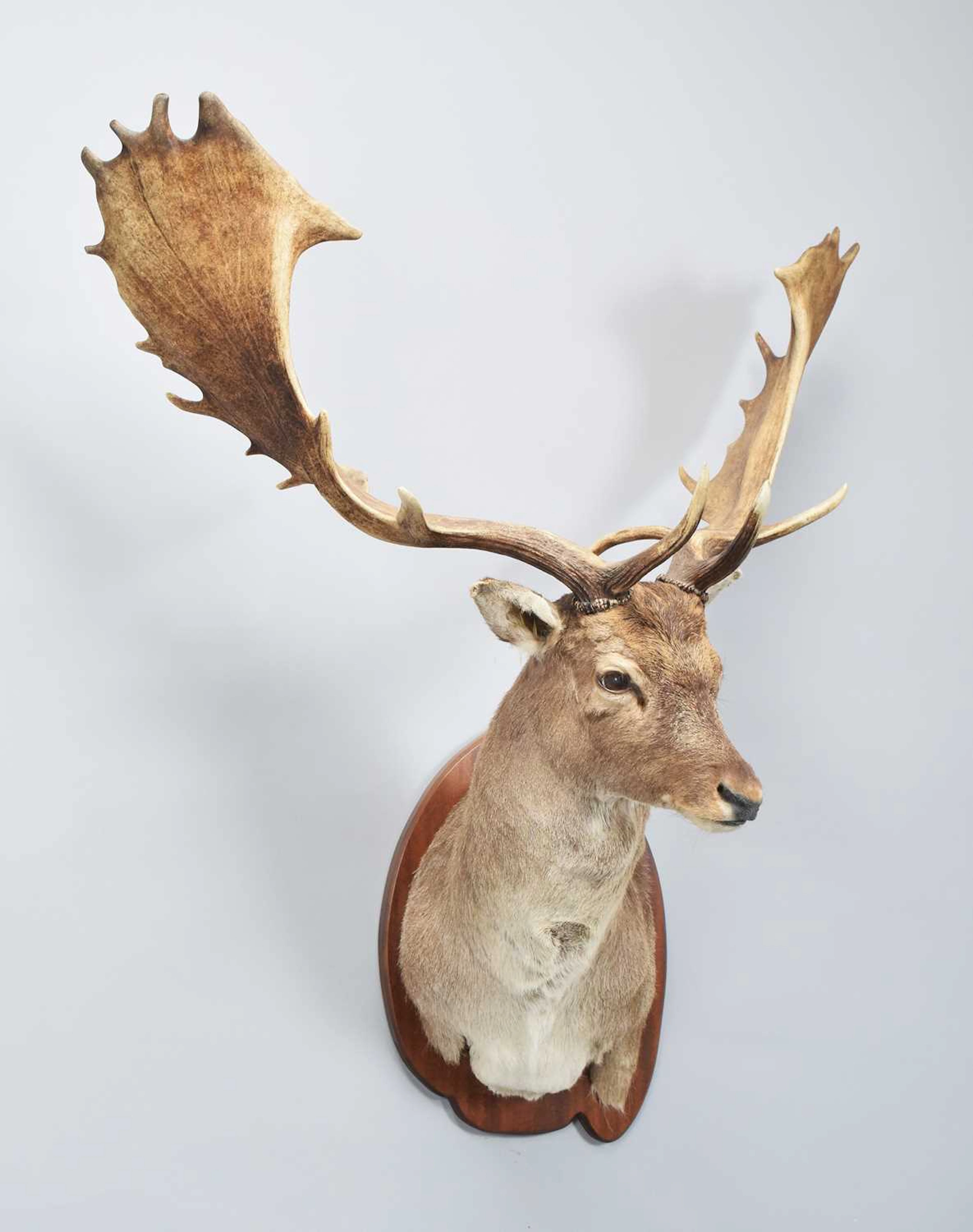 Taxidermy: European Fallow Deer (Dama dama), modern, by A.J. Armitstead