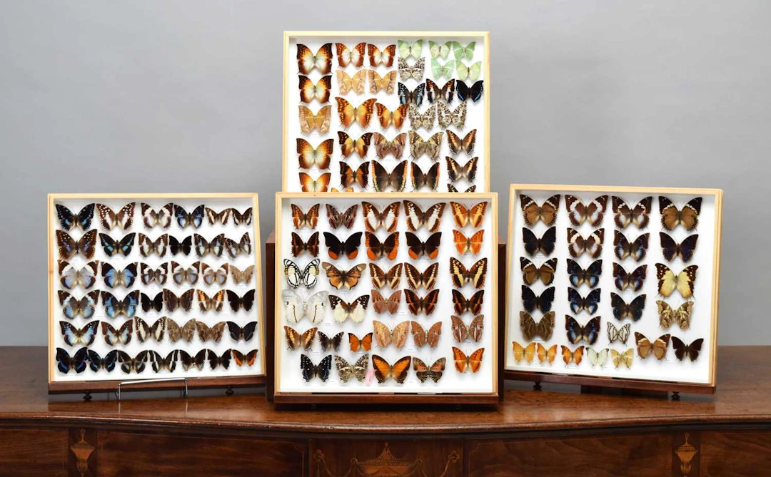 Entomology: A Collection of Charax Butterflies, modern, Africa, Asia, Oceania