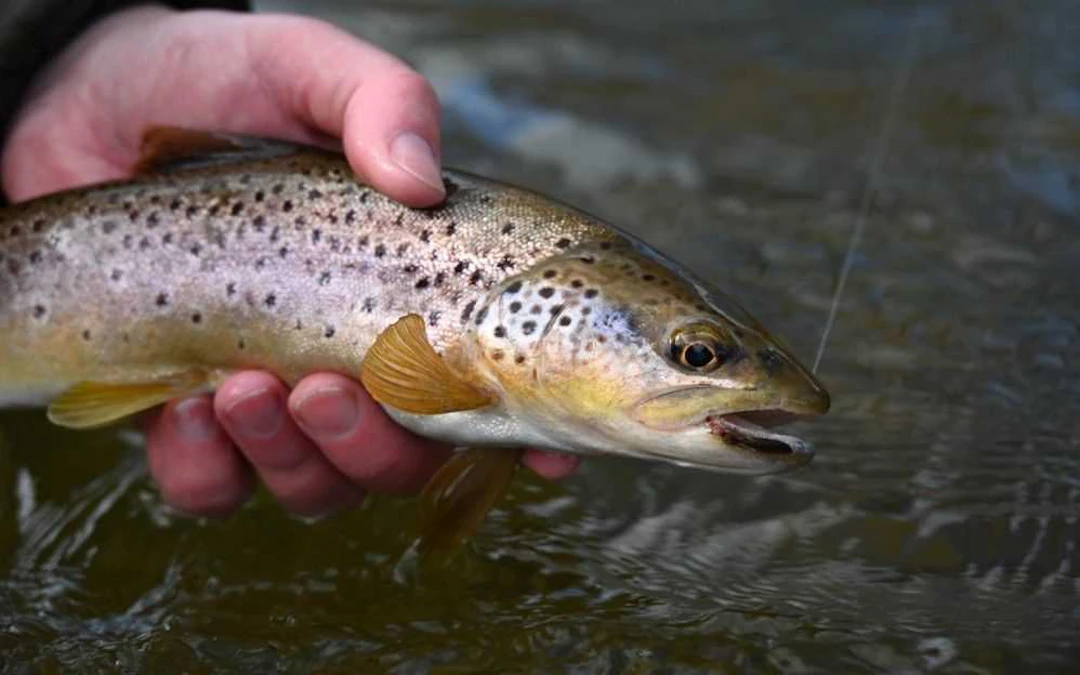 A Guided Day on the River Usk, Llanover Angling Club Water, hosted