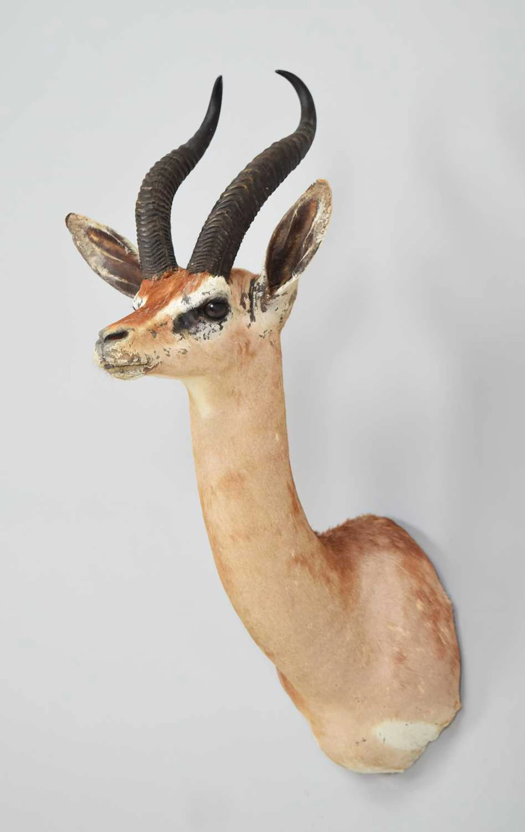 Taxidermy: Southern Gerenuk (Litocranius walleri walleri), modern
