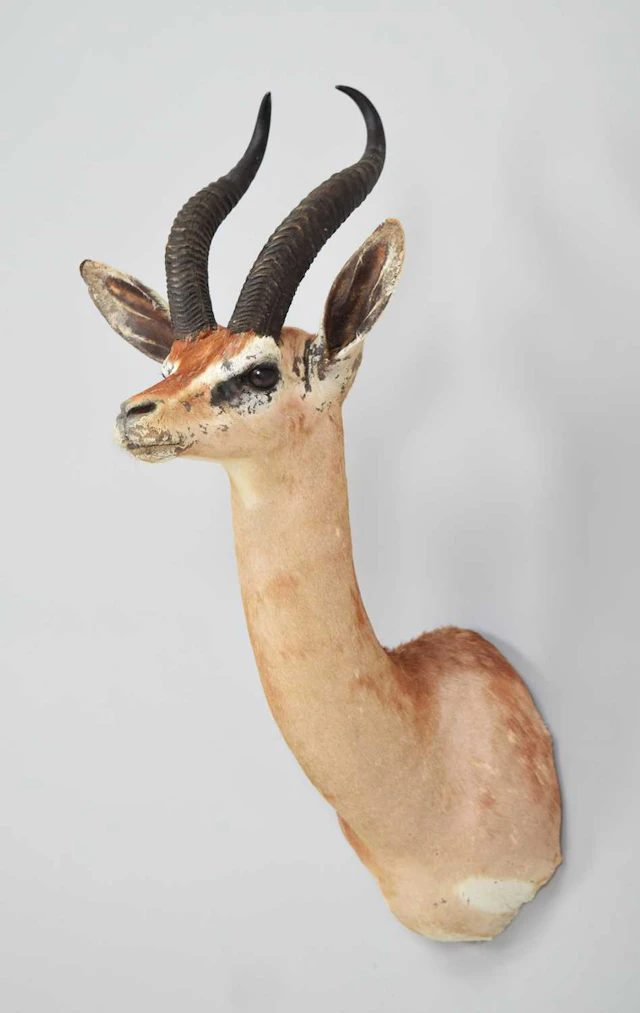 Taxidermy: Southern Gerenuk (Litocranius walleri walleri), modern