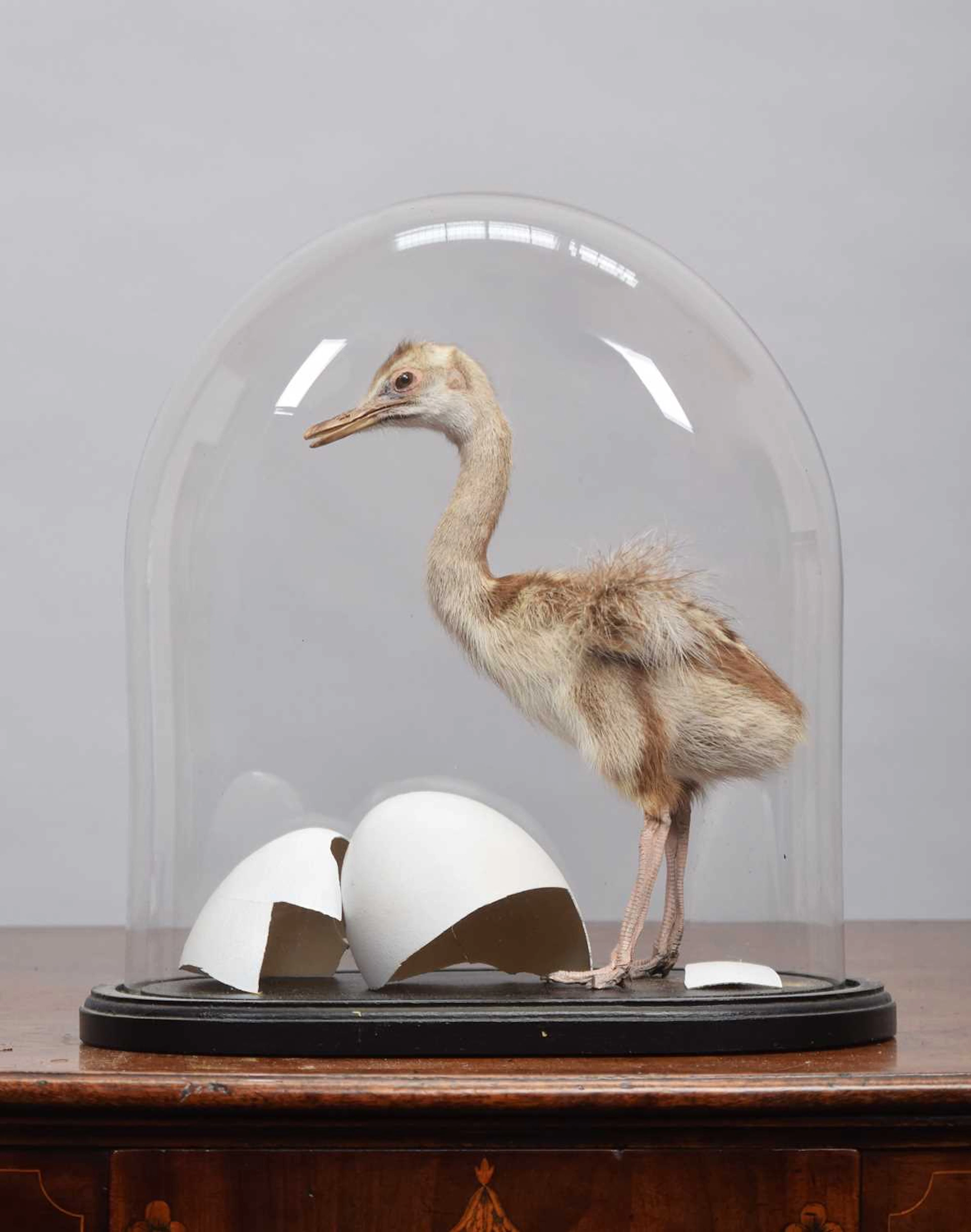 Taxidermy: Rhea Chick (Rhea americana), modern, (Rhea americana)