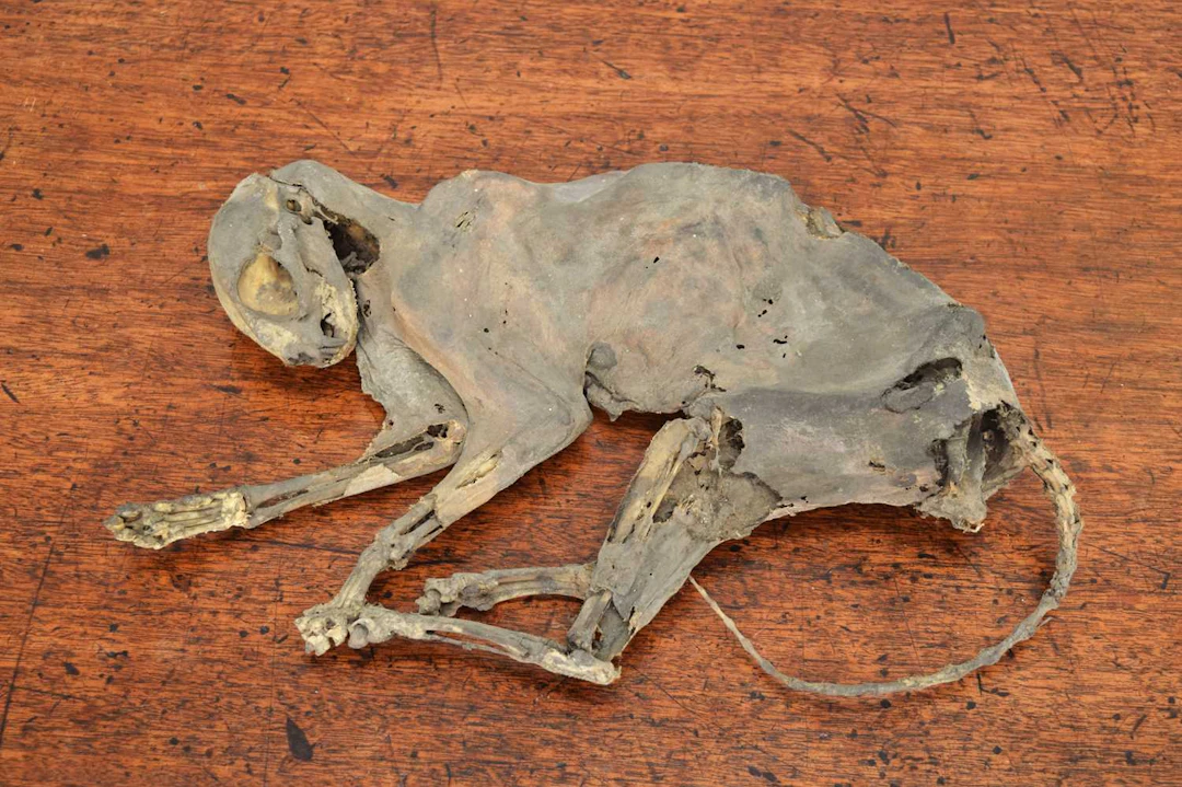 Natural History: A Desiccated or Mummified Cat, circa 18th-19th century