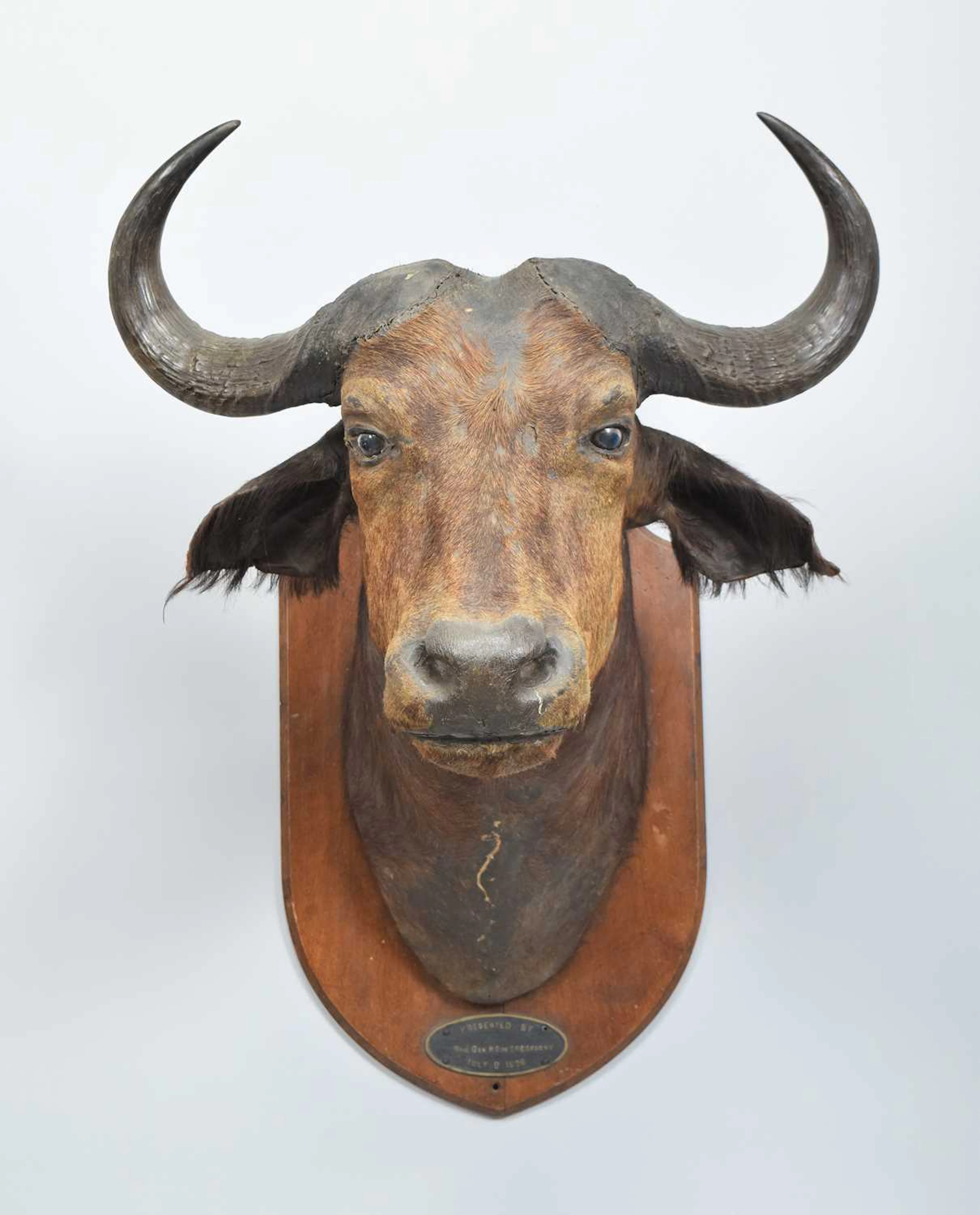 Taxidermy: South African Cape Buffalo (Syncerus caffer), dated 1926