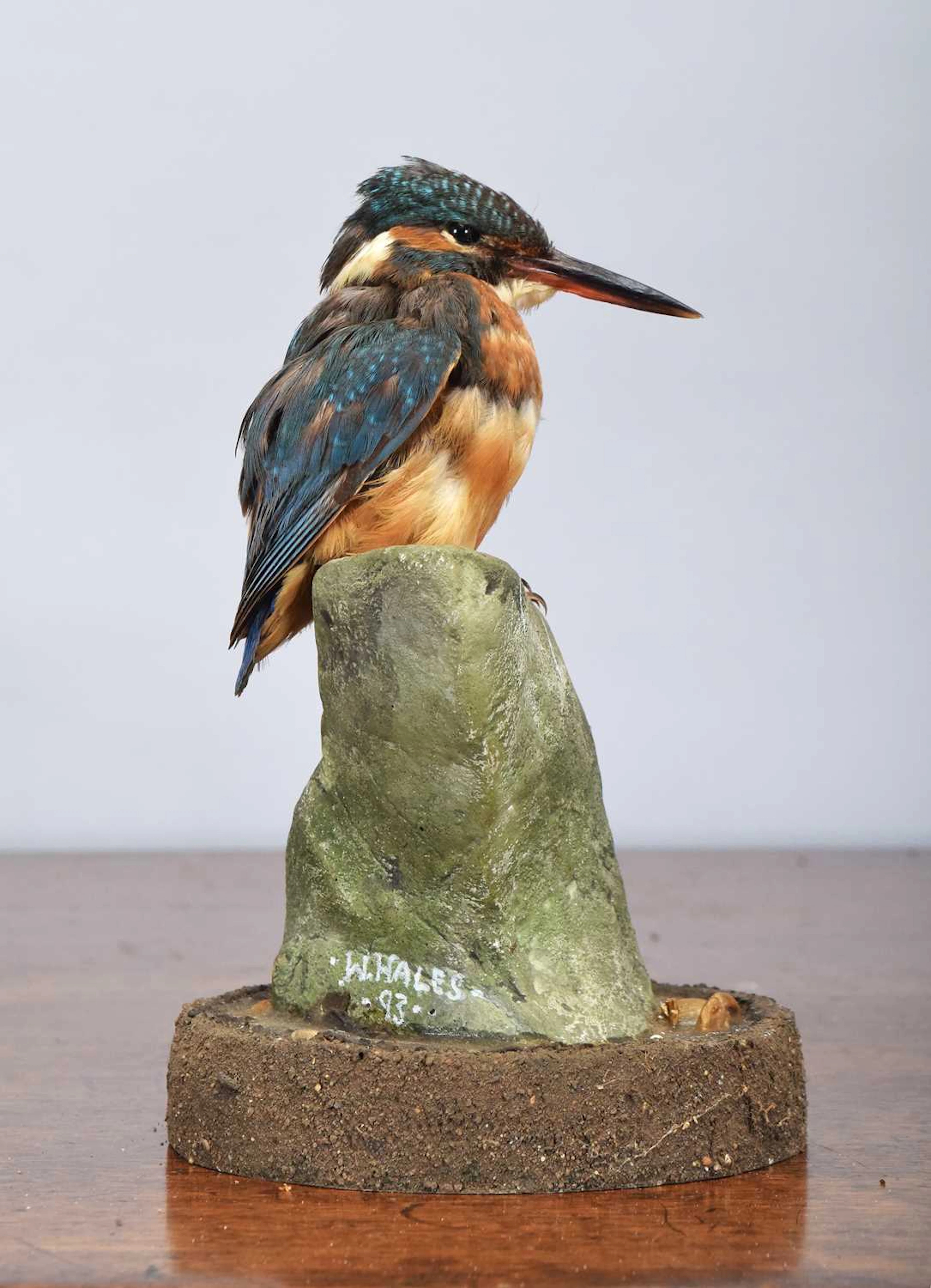 Taxidermy: European Kingfisher (Alcedo athis), dated 1993, by William