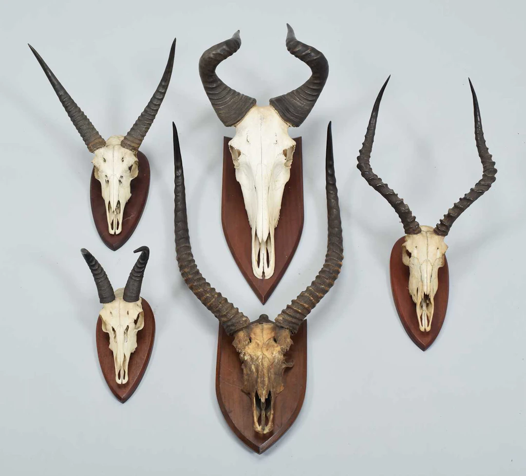 Antlers/Horns: A Group of African Big Game Trophy Horns, early 20th century