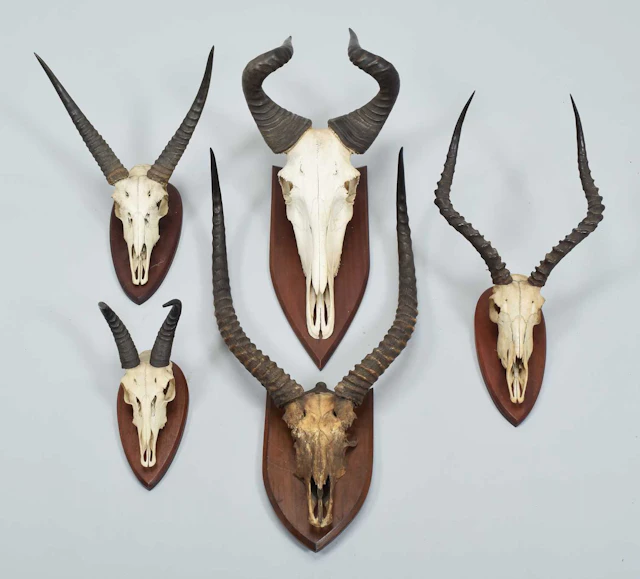 Antlers/Horns: A Group of African Big Game Trophy Horns, early 20th century