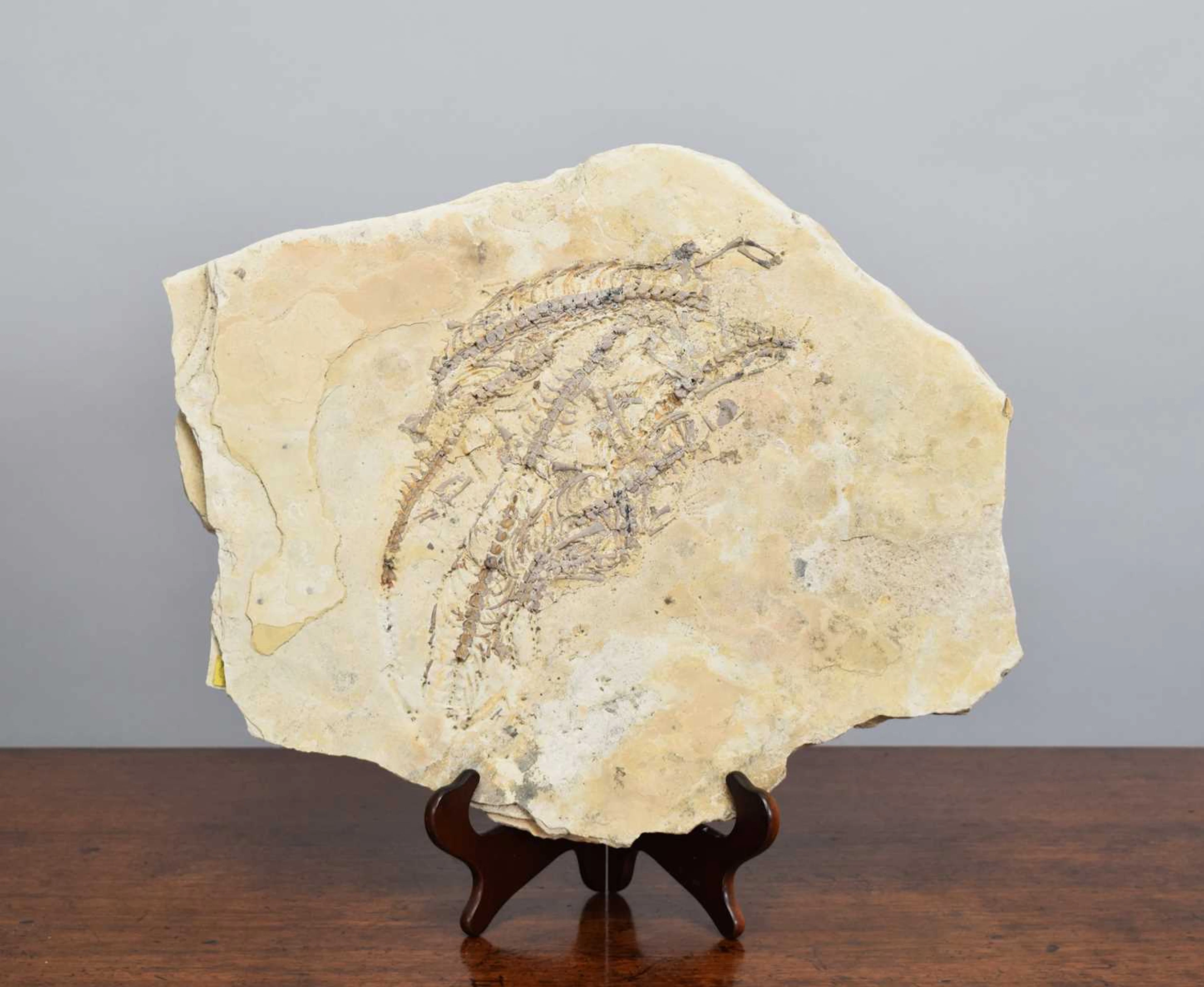 Natural History: A Mesosaurus Fossil (Brazilosaurus sanpauloensis)