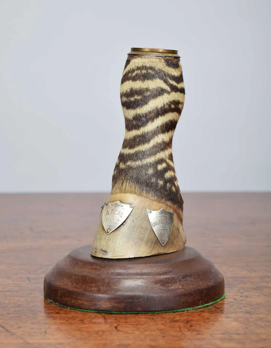 Taxidermy: A Grévy's Zebra Foot Trophy (Equus grevyi), dated 1931-1933