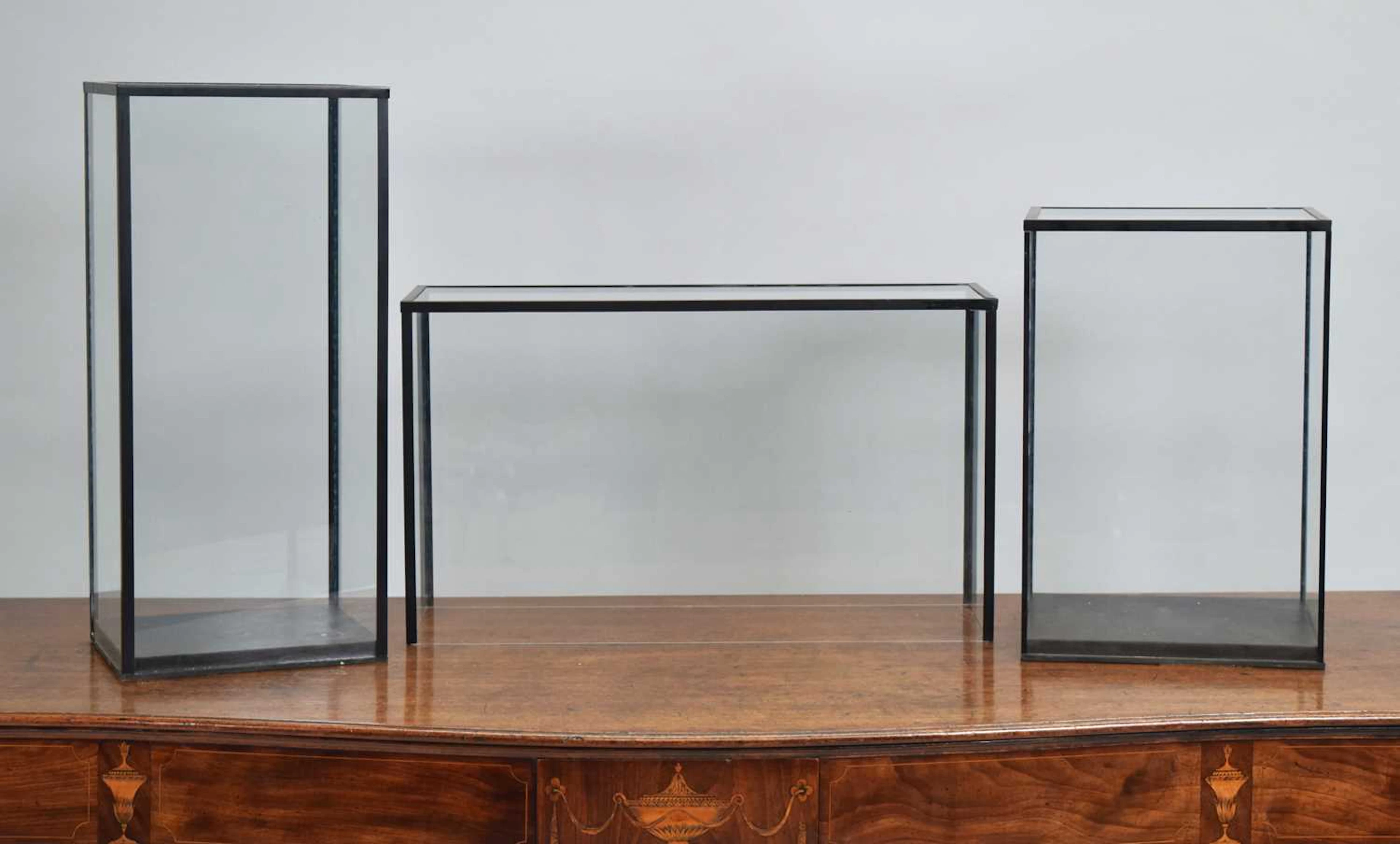 Natural History: A Group of Taxidermy Display Cases, modern