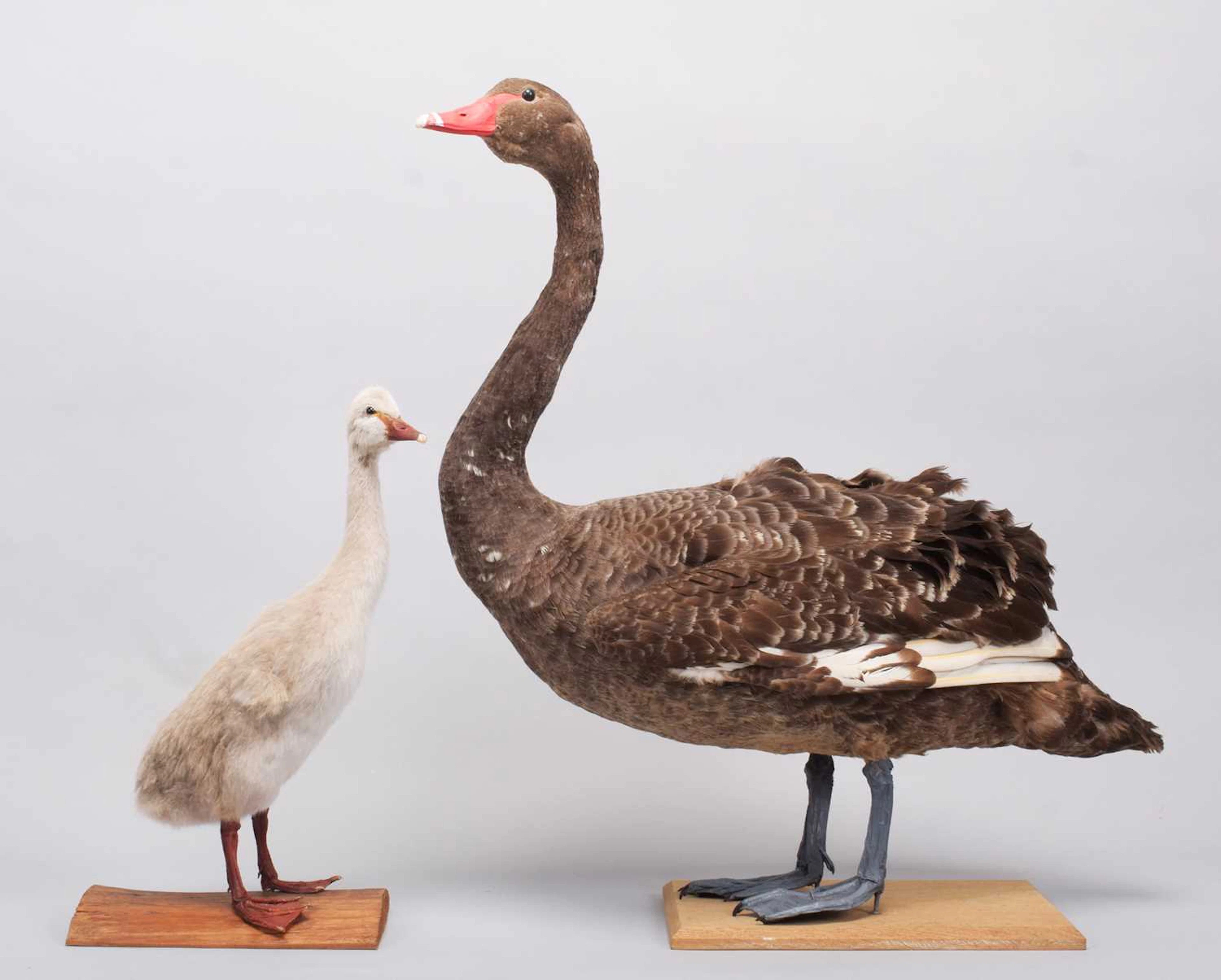Taxidermy: Black Swan and Cygnet (Cygnus atratus), dated 2015 and