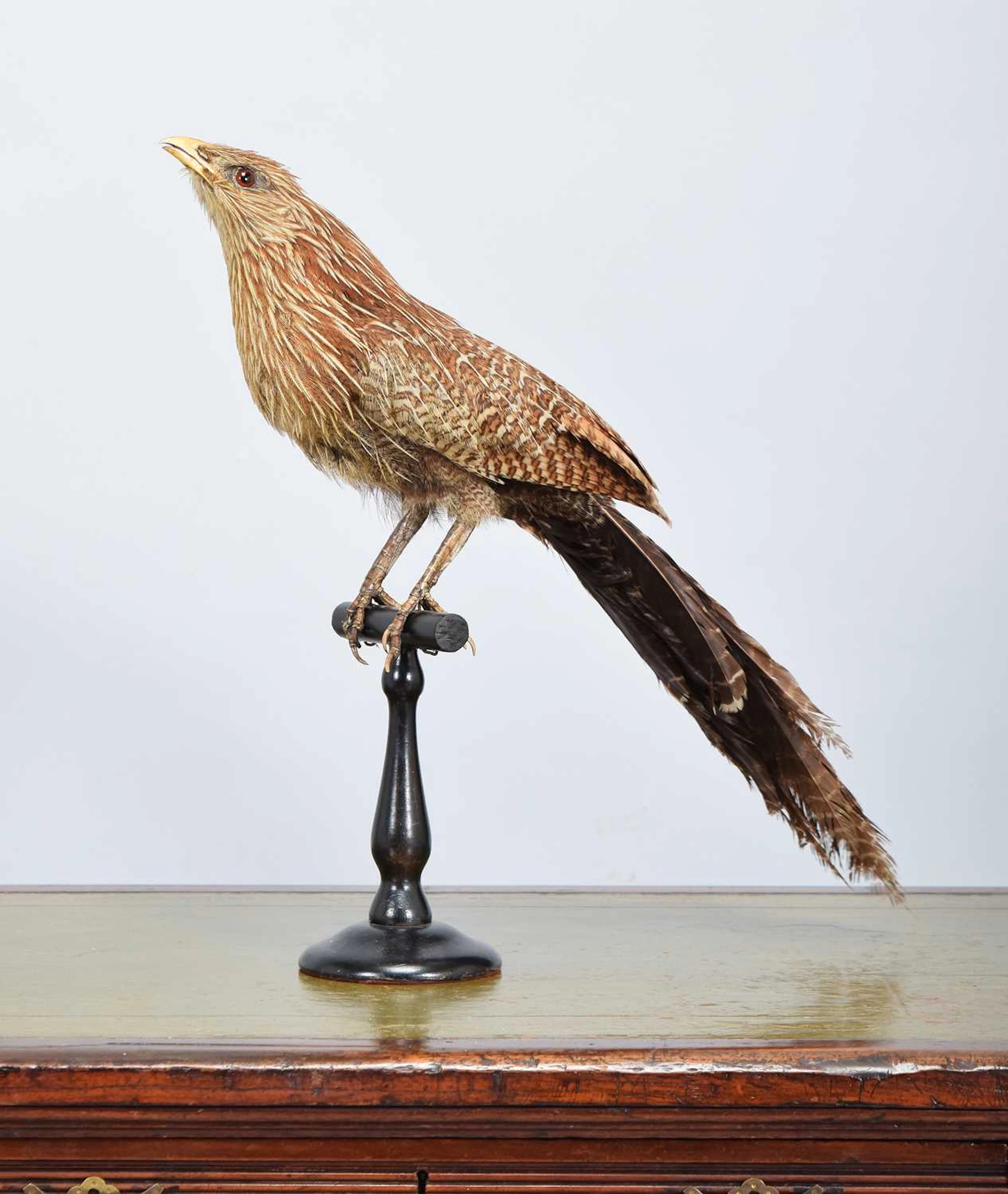 Taxidermy: A Late Victorian Pheasant Coucal (Centropus phasianinus)