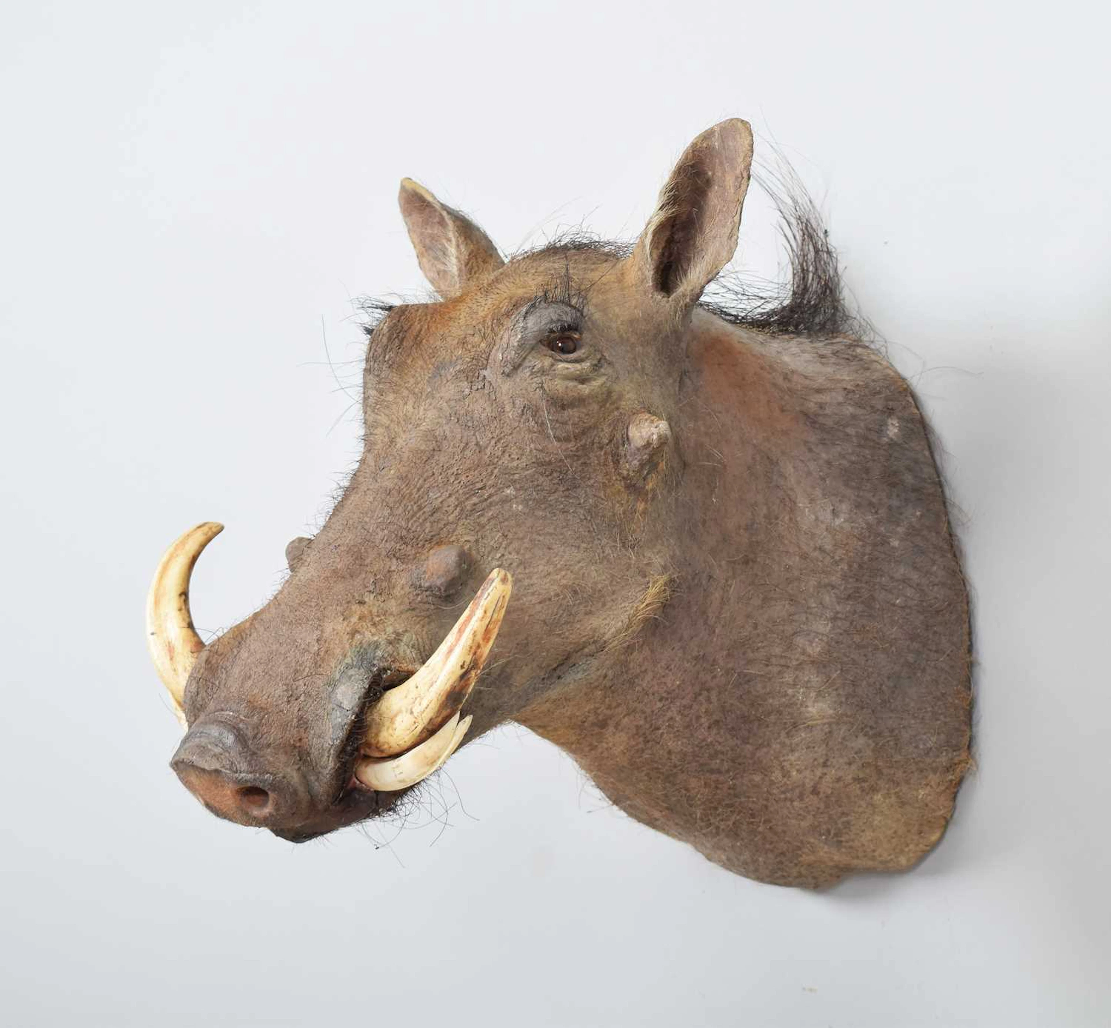 Taxidermy: Common Warthog (Phacochoerus africanus), modern, by Colin