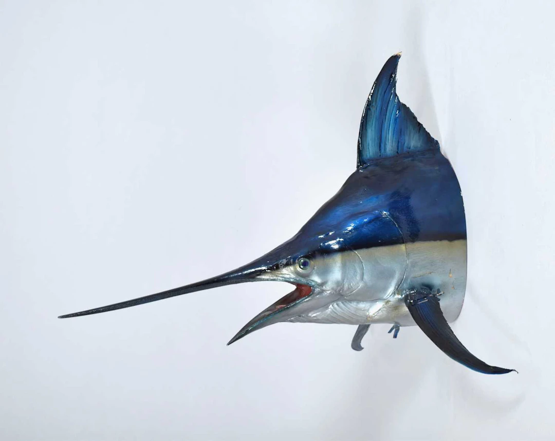 Taxidermy: A Large Atlantic Blue Marlin Head Mount (Makaira nigricans)