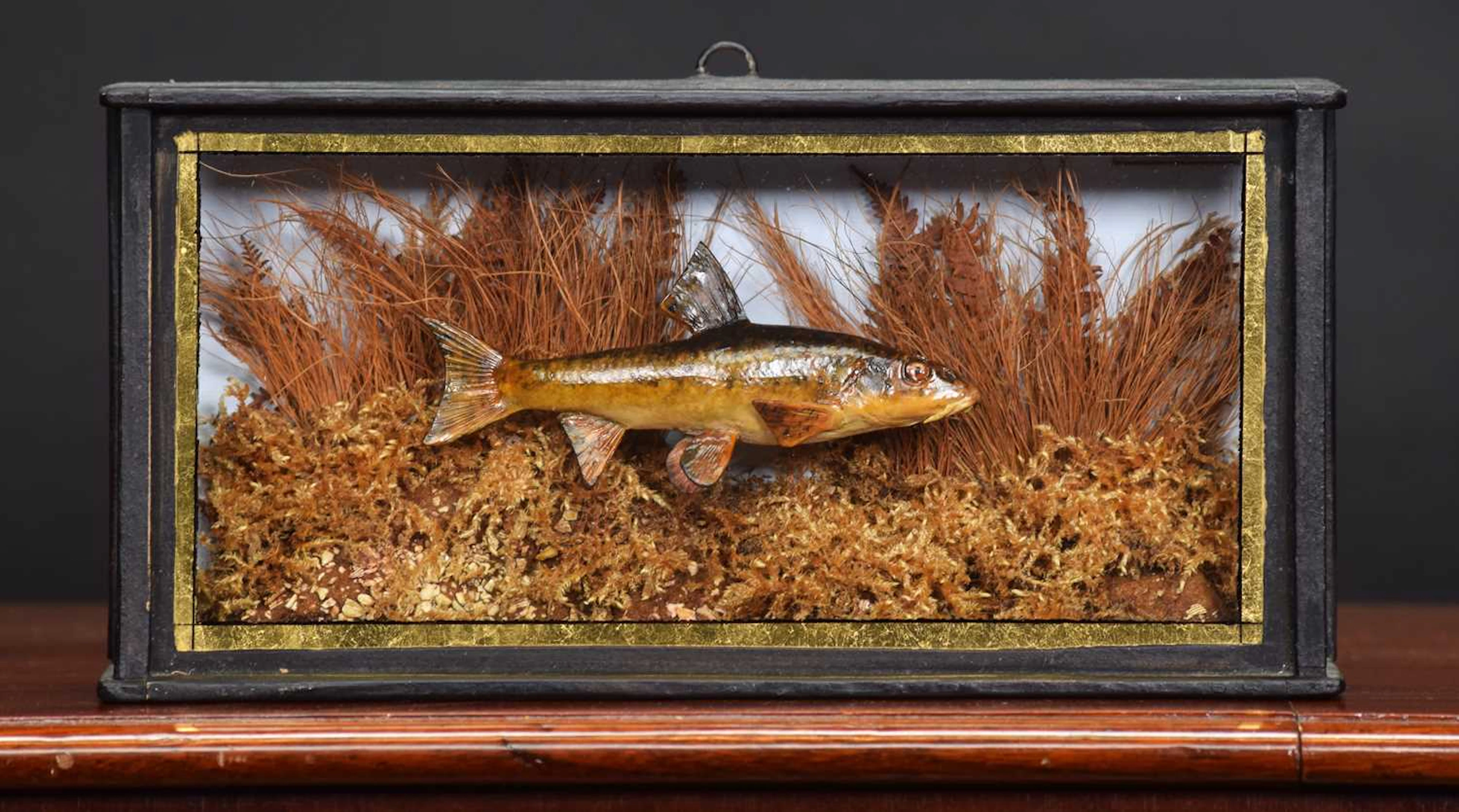 Taxidermy: A Cased Cast of a Common Gudgeon (Gobio gobio), modern