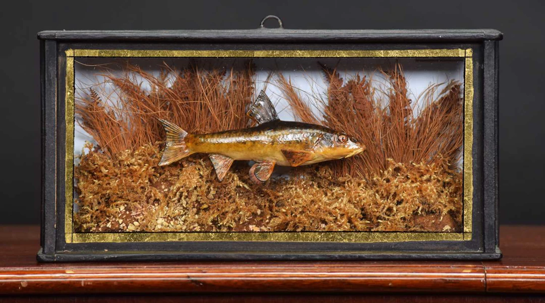 Taxidermy: A Cased Cast of a Common Gudgeon (Gobio gobio), modern