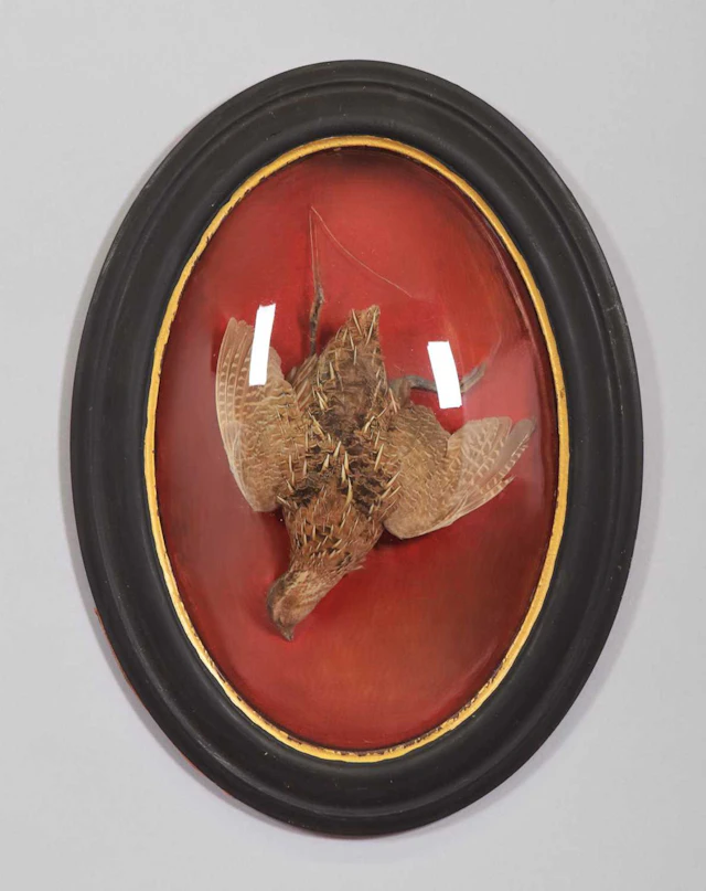 Taxidermy: A Wall Mounted Common Quail (Coturnix coturnix), early