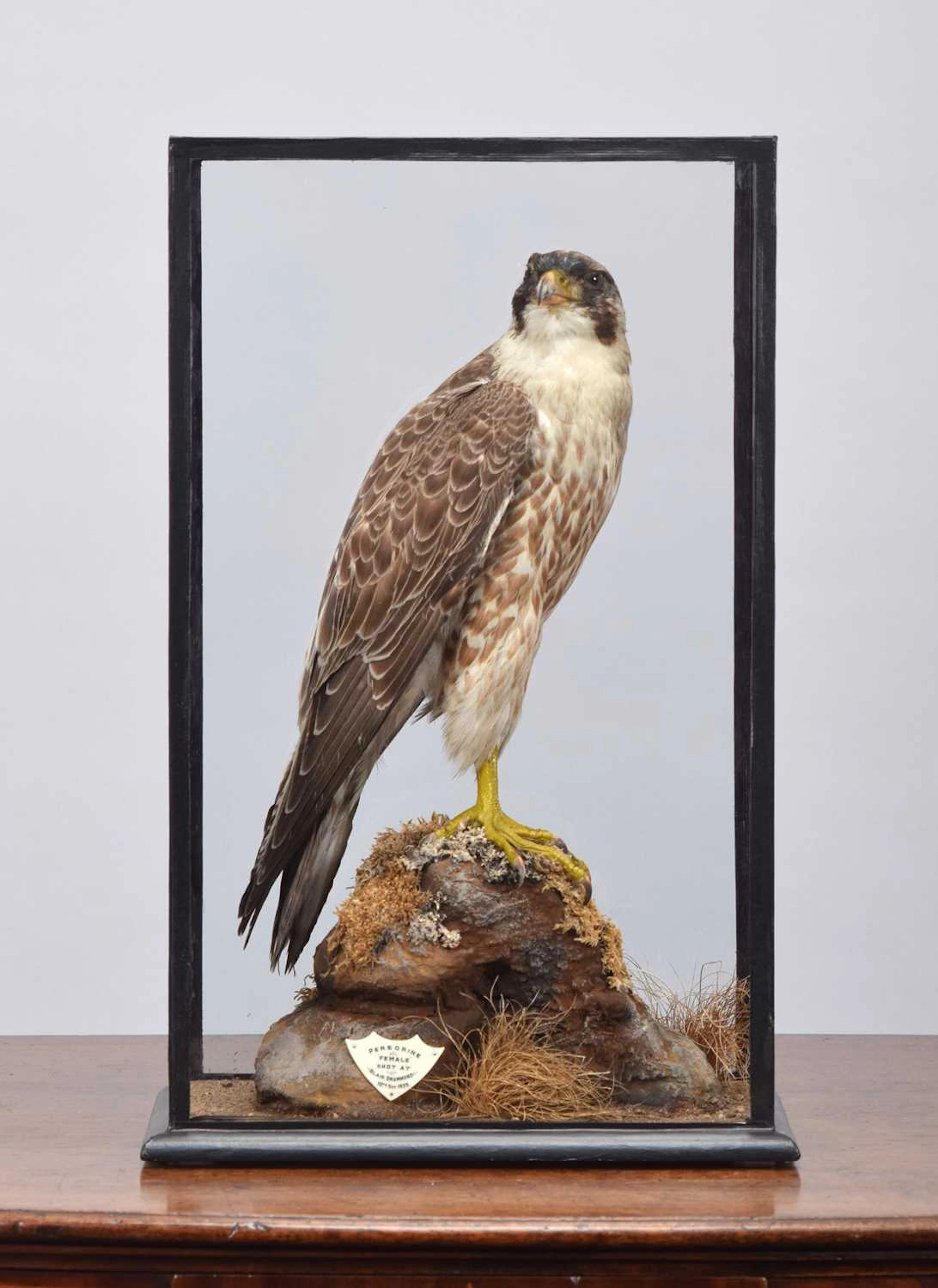 Taxidermy: A Cased Peregrine Falcon (Falco peregrinus), dated 1935