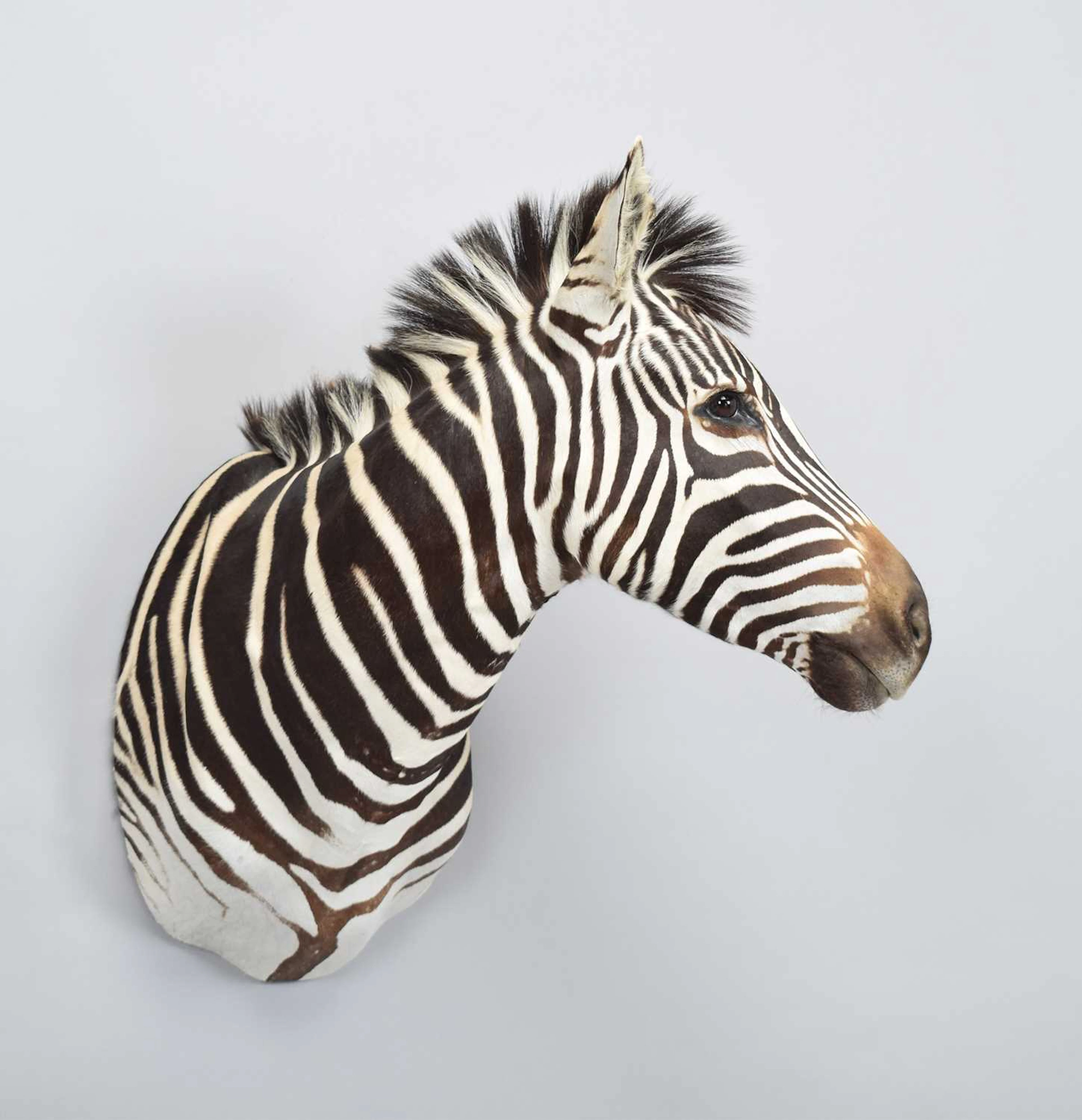 Taxidermy: Burchell's or Plains Zebra (Equus quagga burchellii), 2021