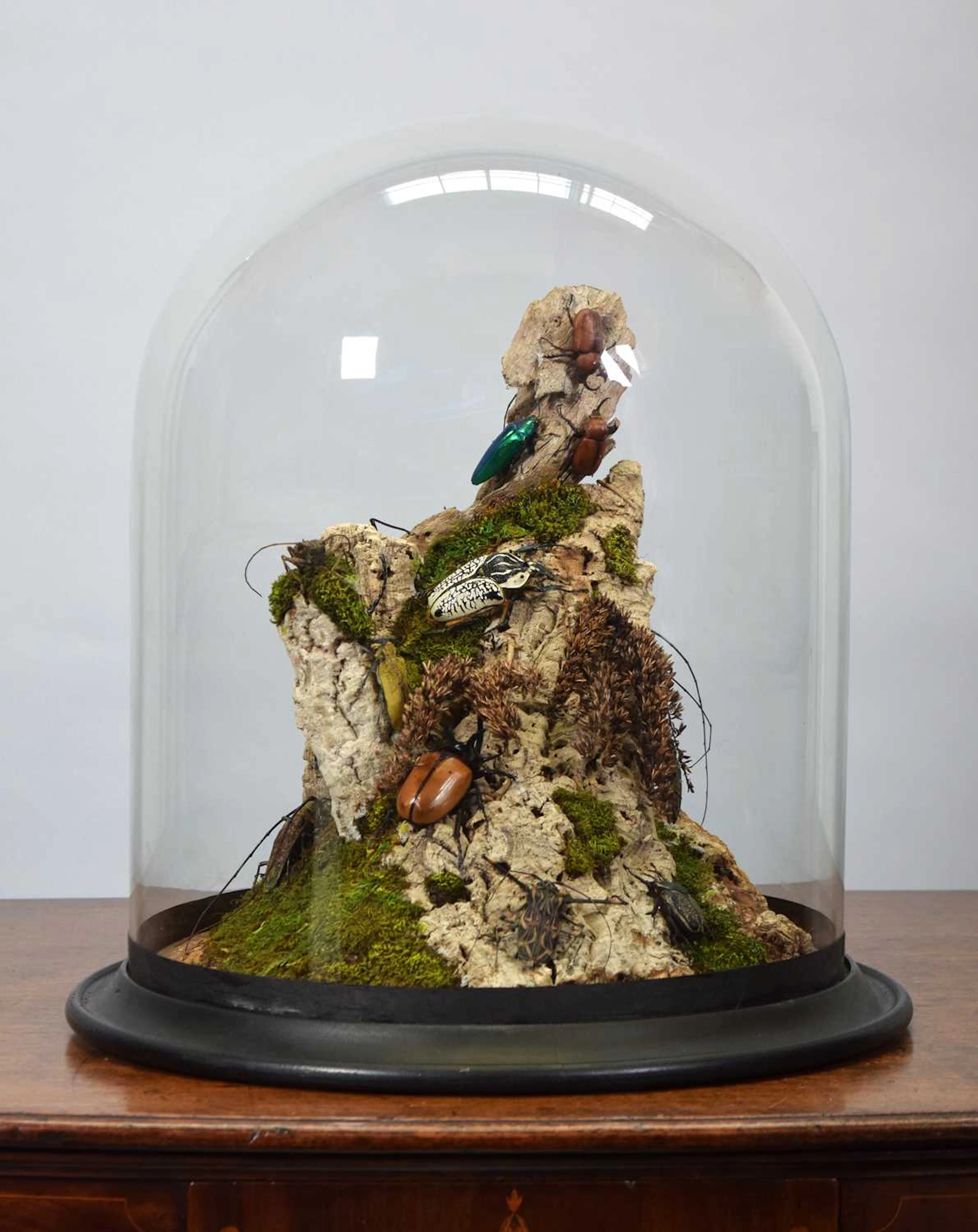 Coleoptera: A Diorama of Large World Beetles, modern, by John Metcalf