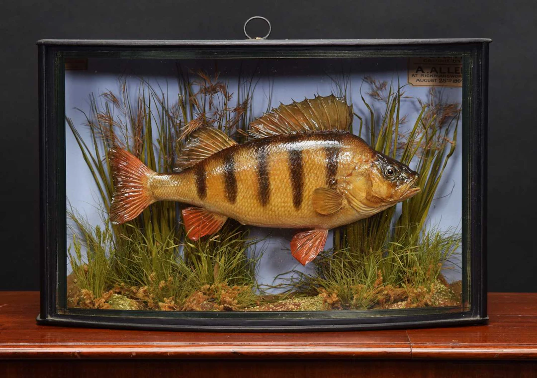 Taxidermy: A Cased Perch (Perca fluviatilis), dated August 1907, by