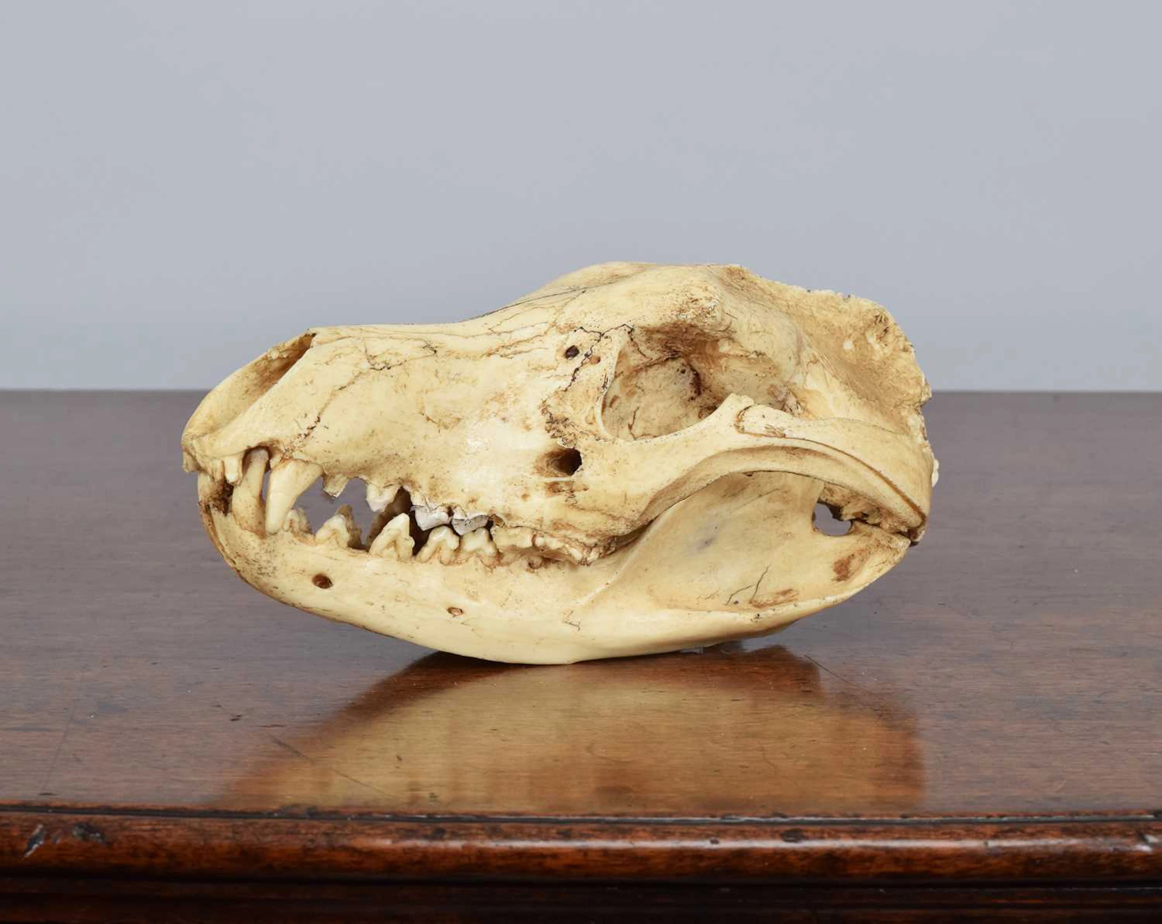 Natural History/Skulls:, A Recreation of a Thylacine Skull (†Thylacinus
