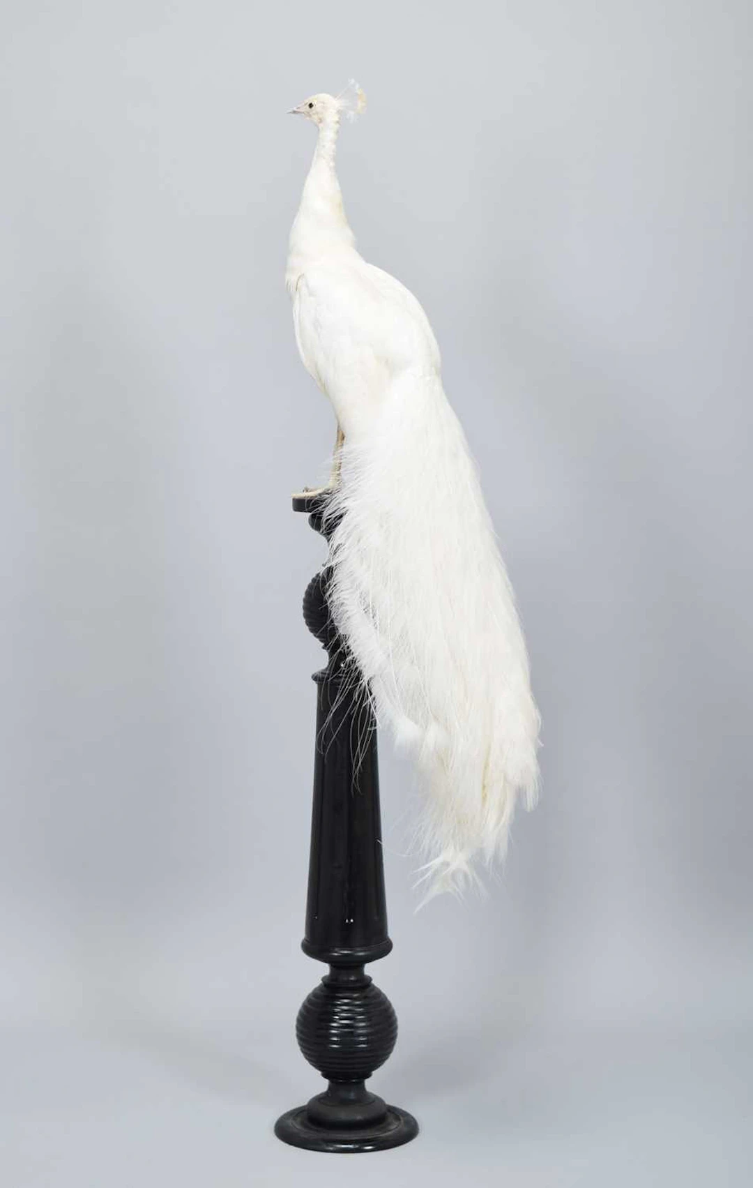 Taxidermy: White Indian Peacock (Pavo cristatus), late 20th century