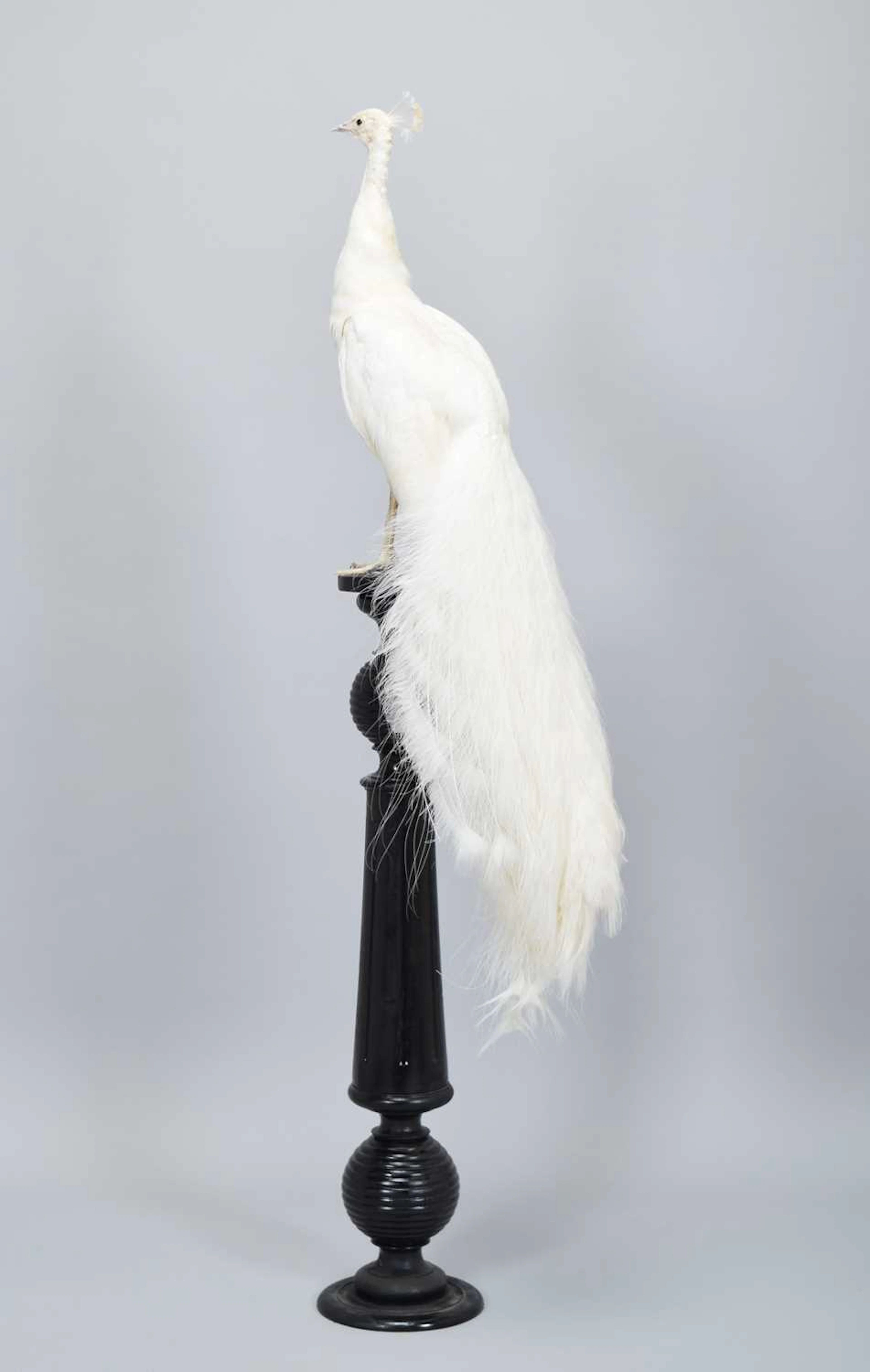 Taxidermy: White Indian Peacock (Pavo cristatus), late 20th century