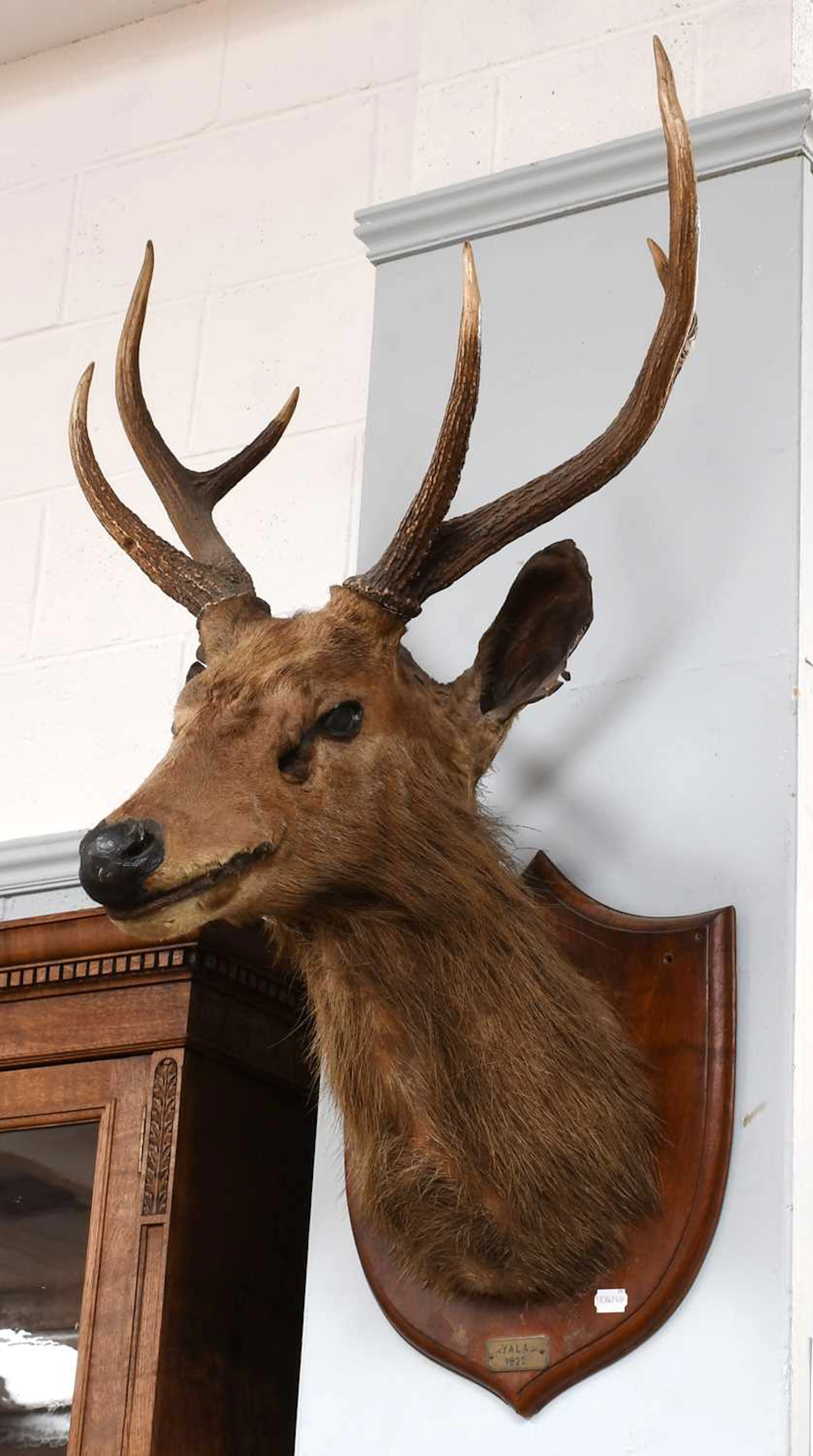Taxidermy: Indian Sambar (Rusa unicolor), dated 1922, (Rusa unicolor)
