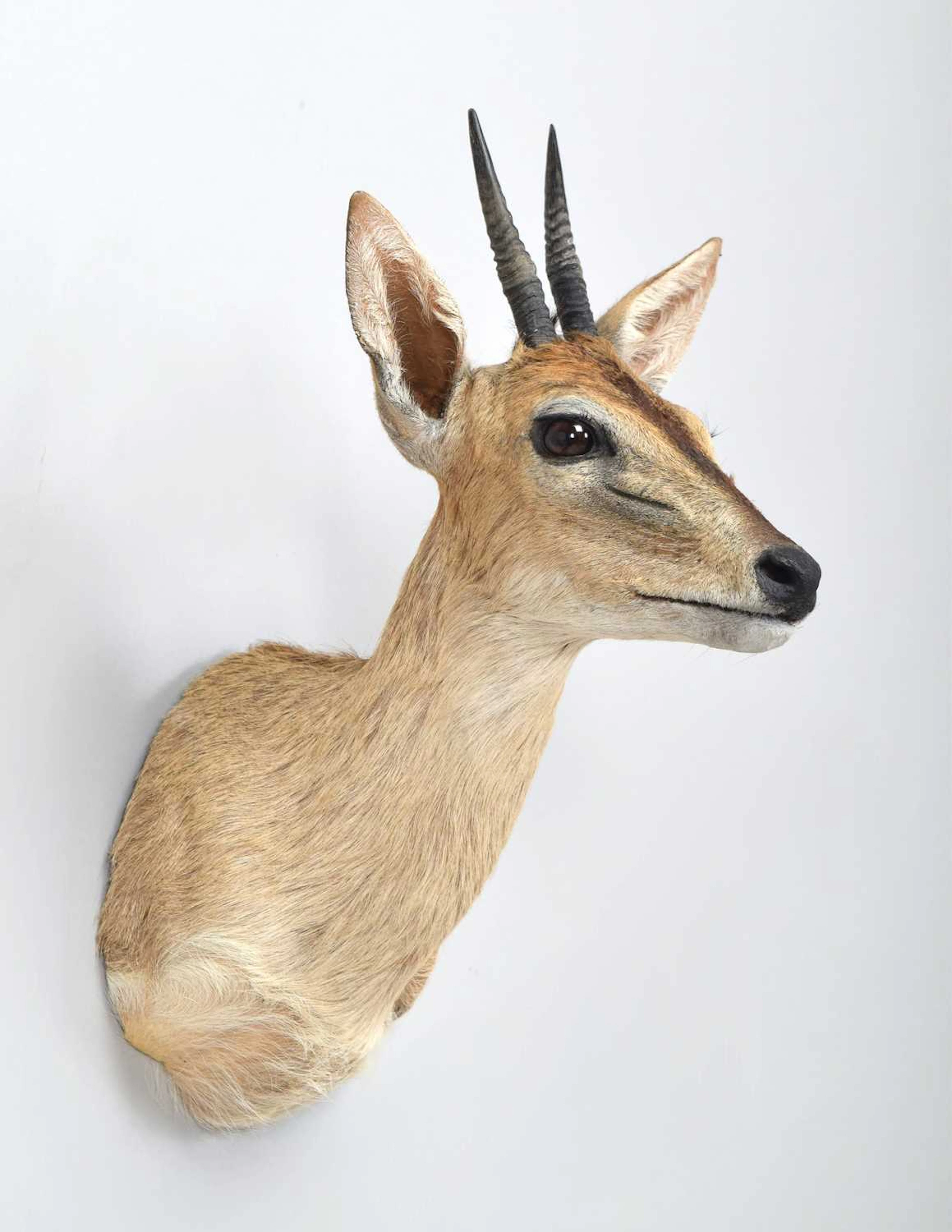 Taxidermy: Common Grey Duiker (Sylvicapra grimmia caffra), 2015, by
