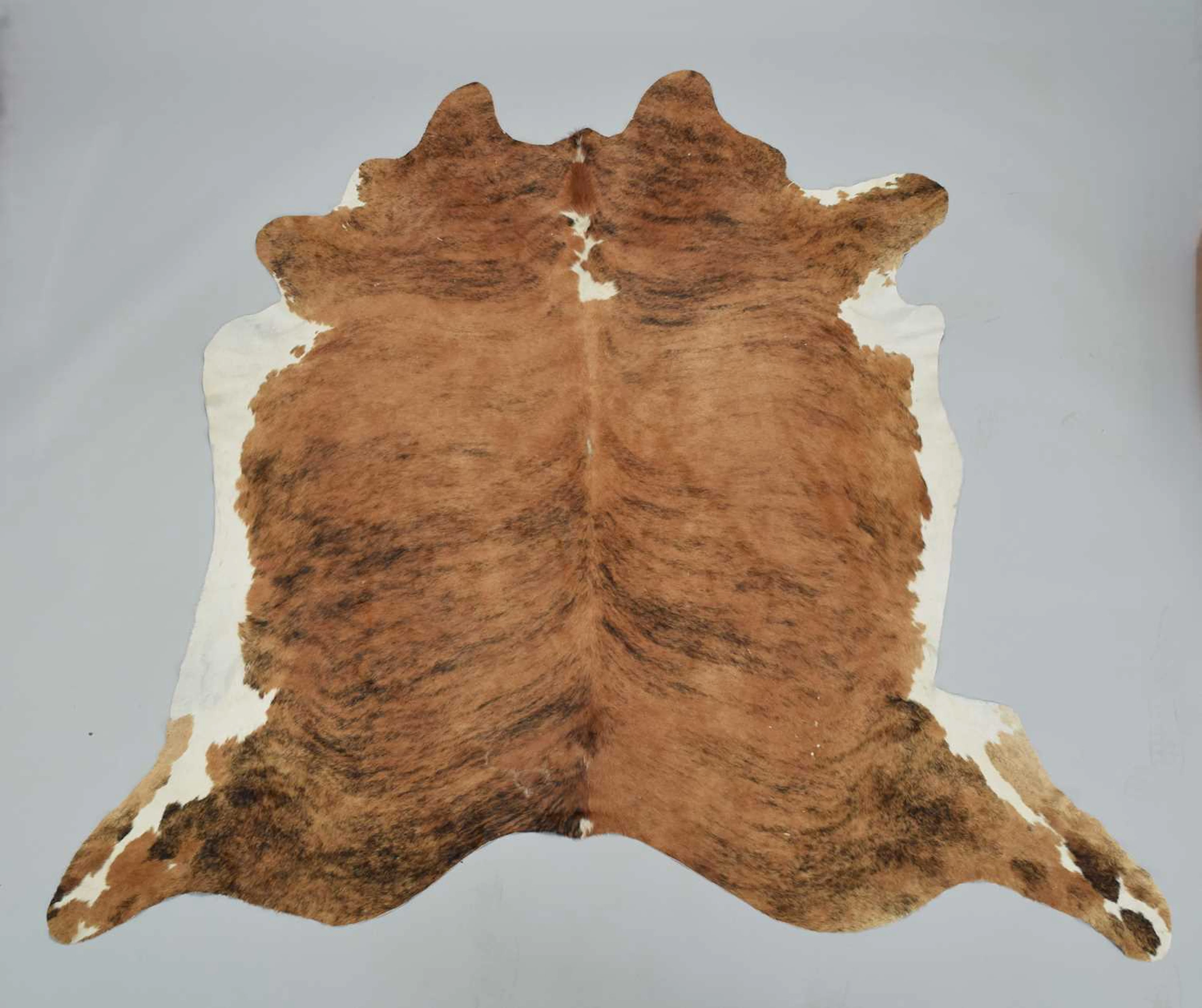 Hides/Skins: Nguni Cow Hide Rug, (Bos taurus), modern, South Africa