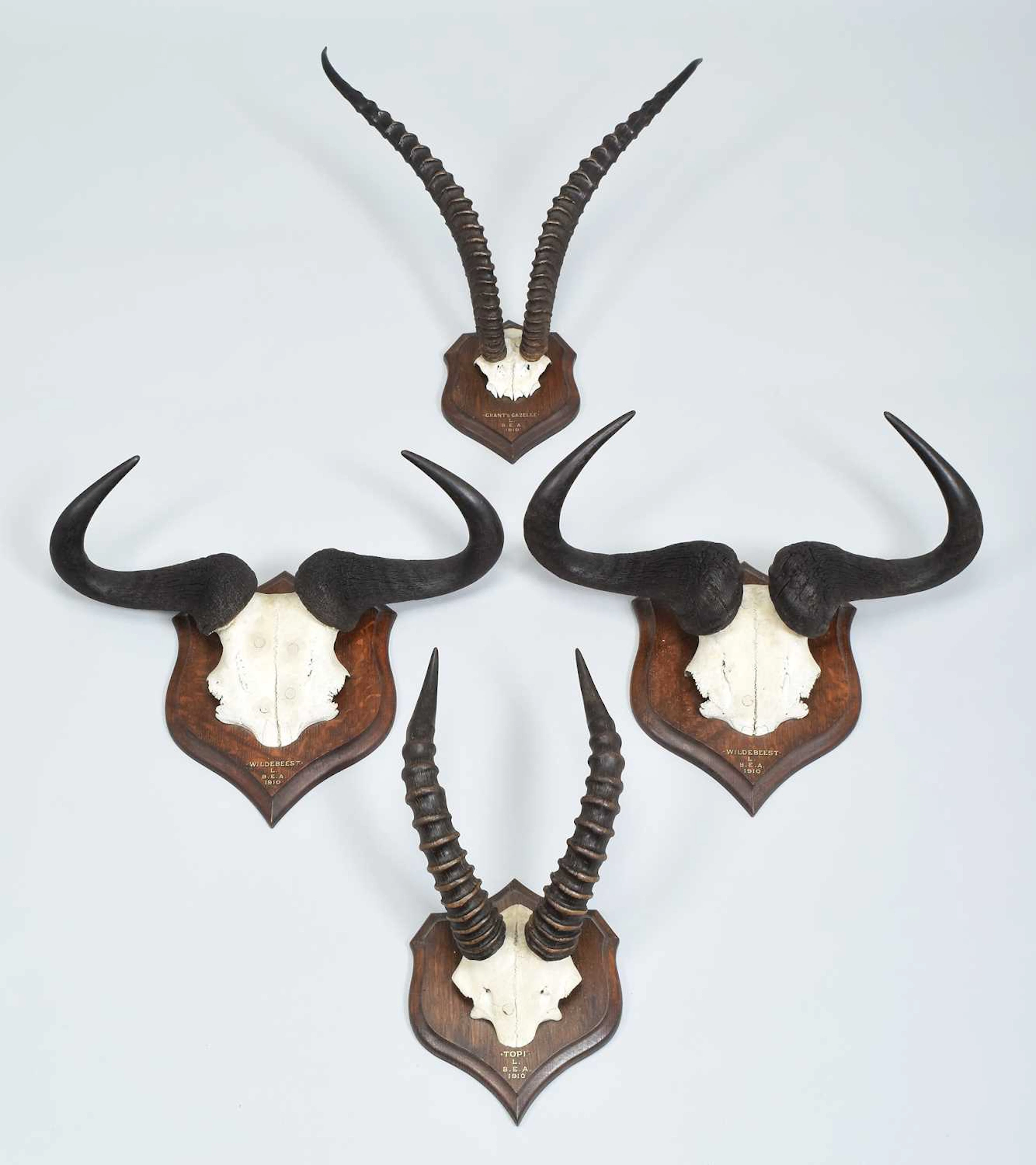 Antlers/Horns: A Group of African Big Game Trophy Horns, dated 1910