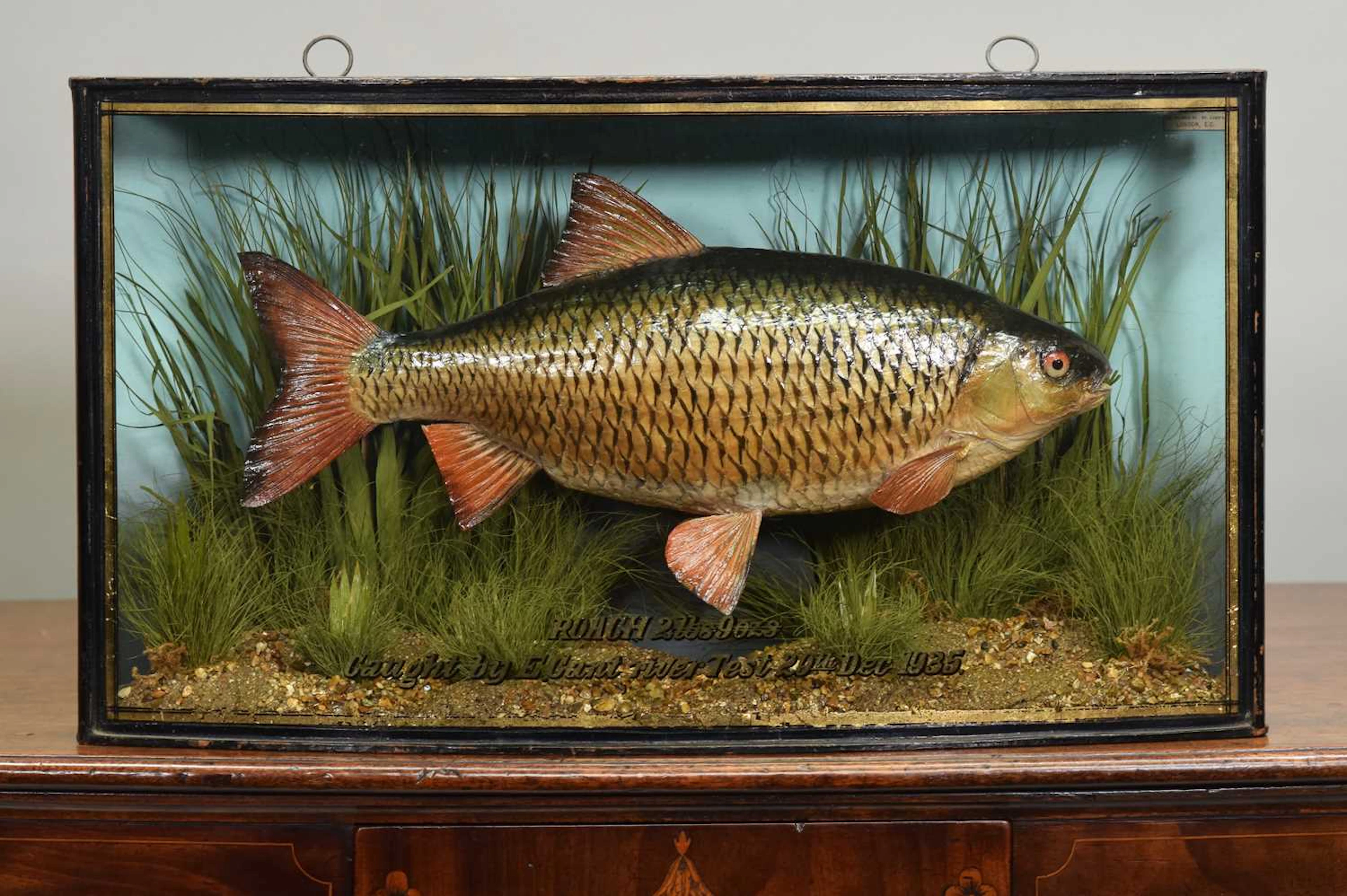 Taxidermy: A Cased Common Roach (Rutilus rutilus), dated December