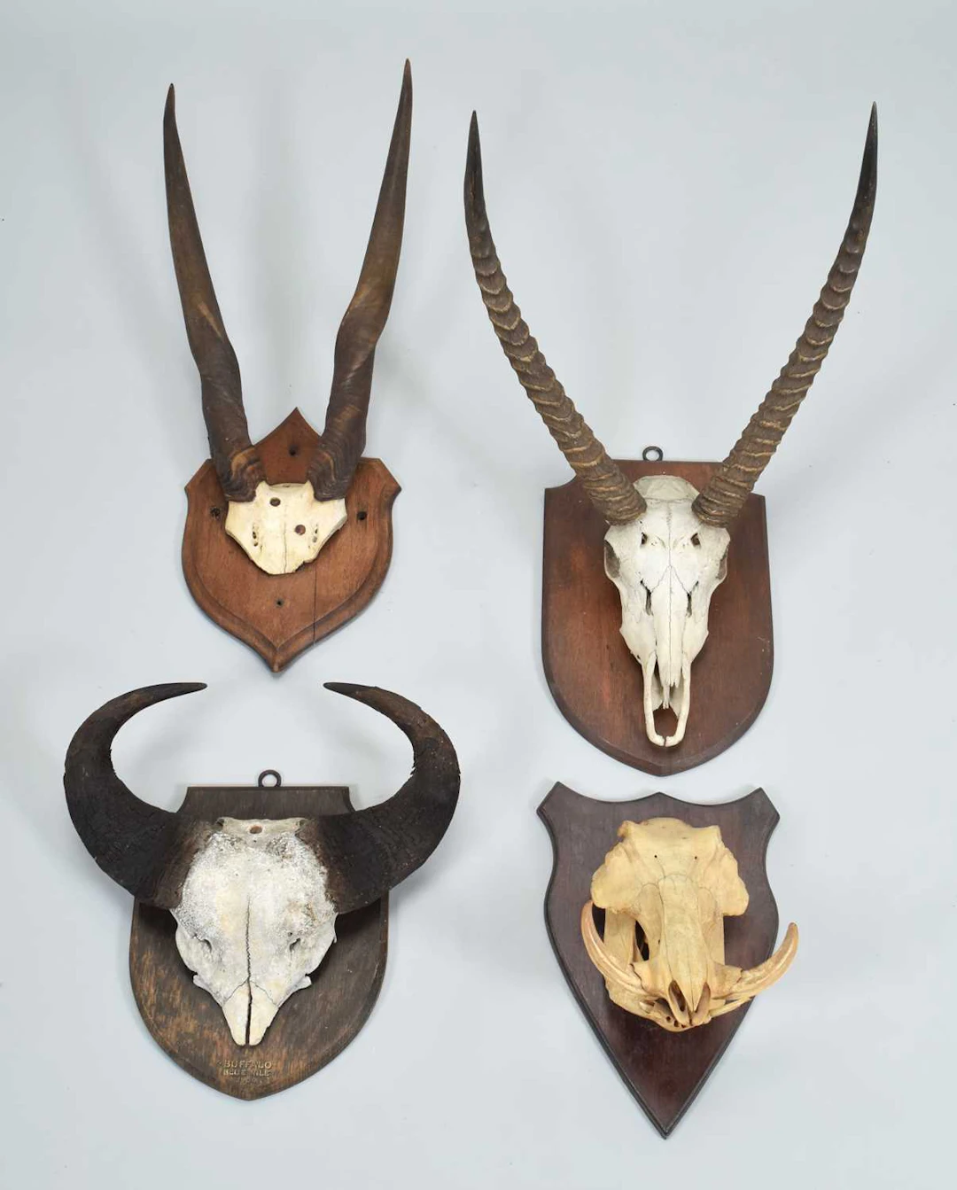 Antlers/Horns: A Group of African Big Game Trophy Horns, early 20th century