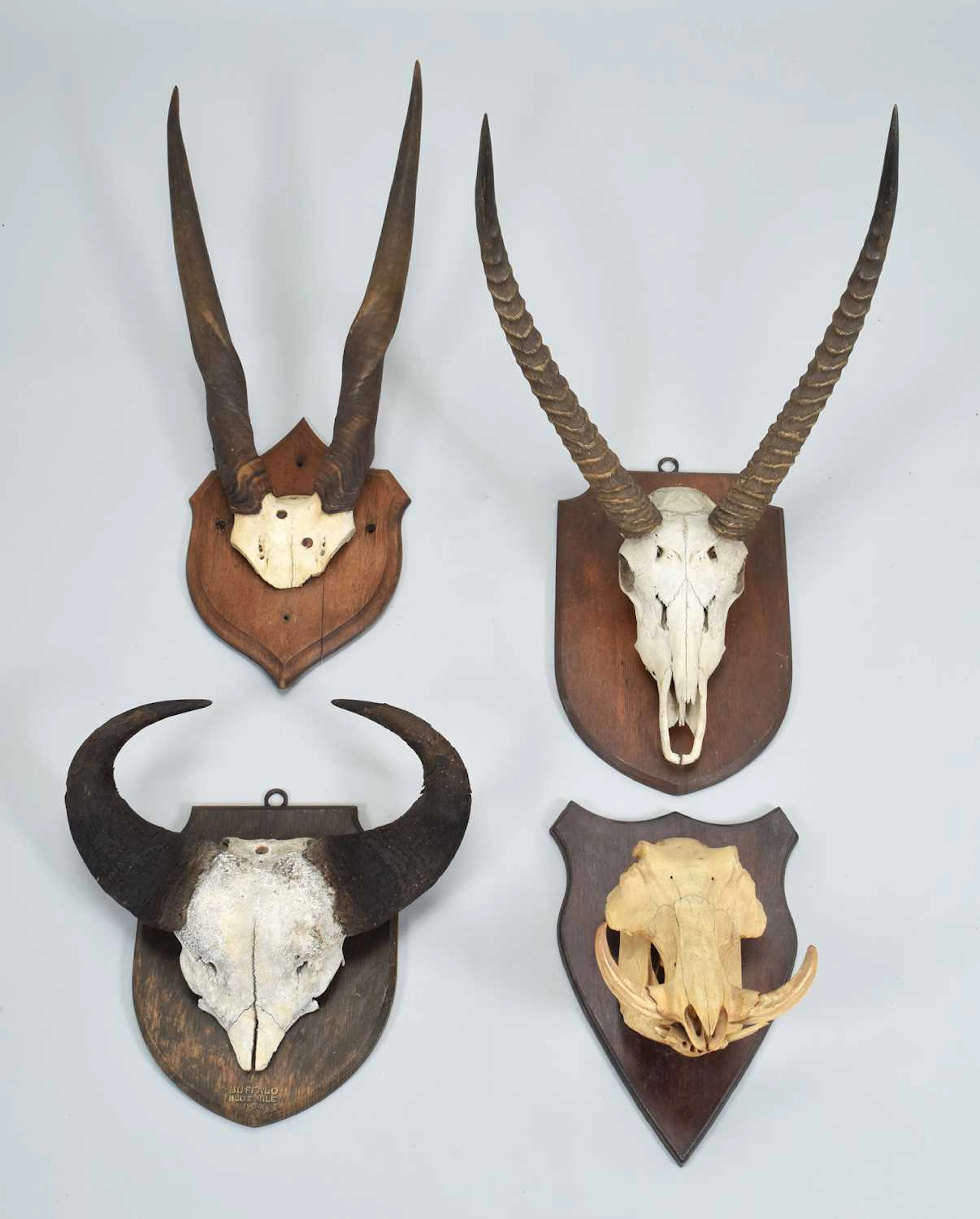Antlers/Horns: A Group of African Big Game Trophy Horns, early 20th century