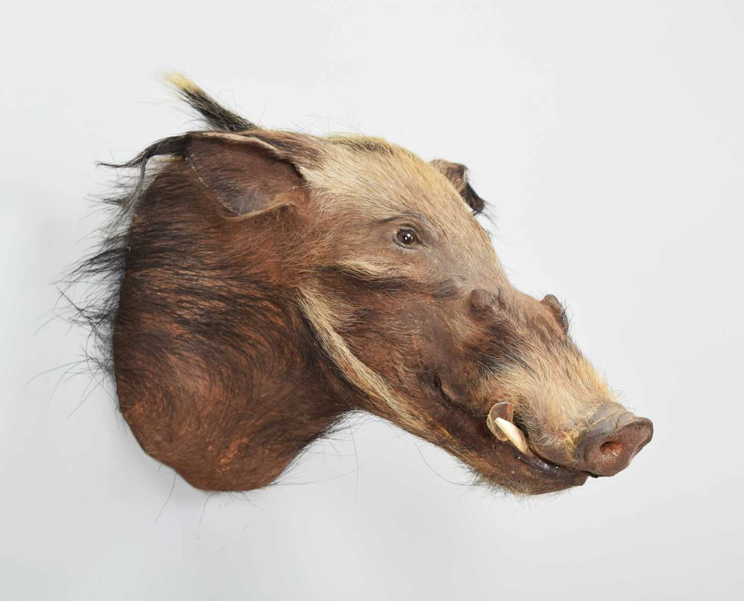 Taxidermy: African Bushpig (Potamochoerus larvatus), modern, by Colin