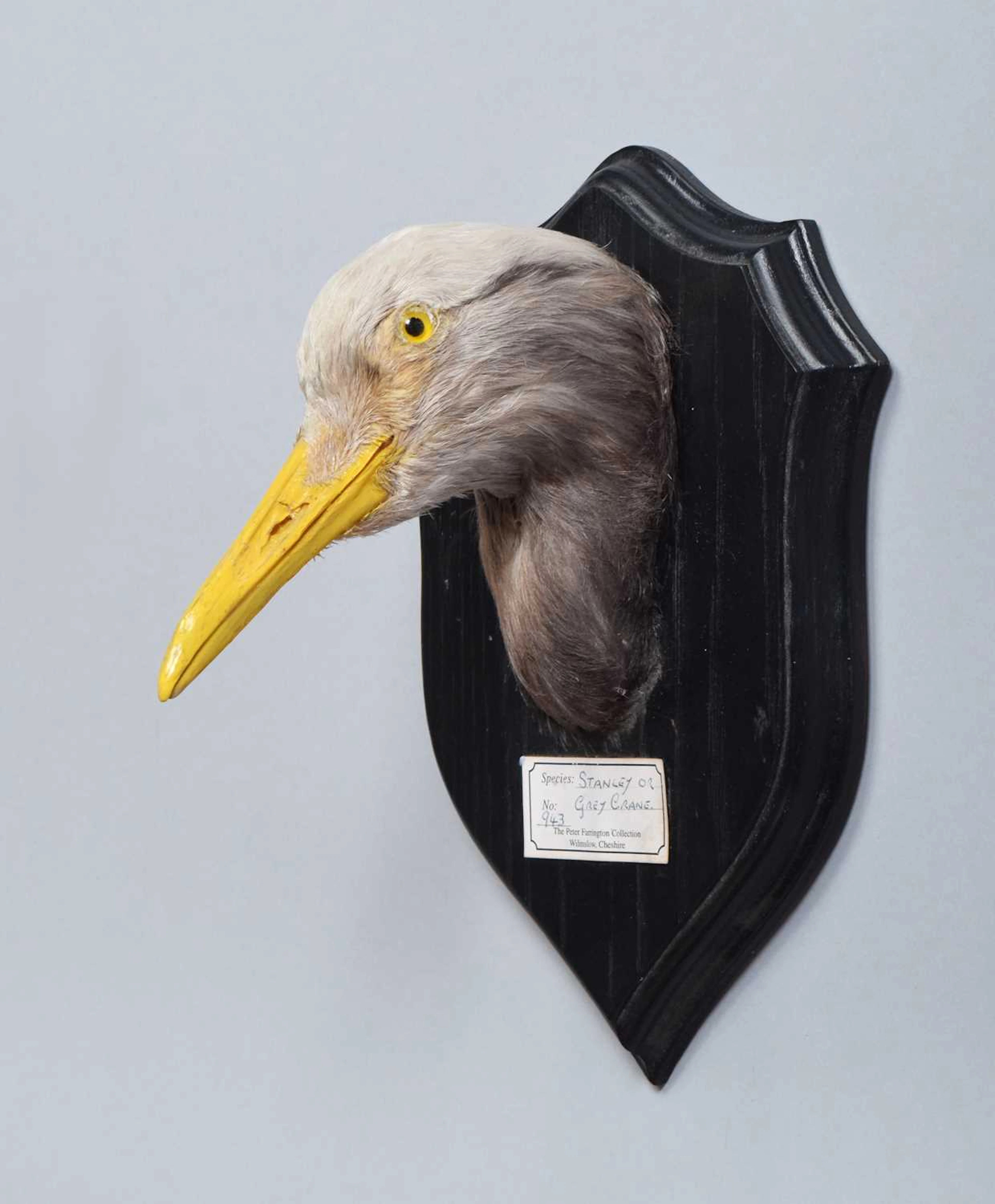 Taxidermy: A Wall Mounted Blue or Stanley Crane Neck-mount (Anthropoides