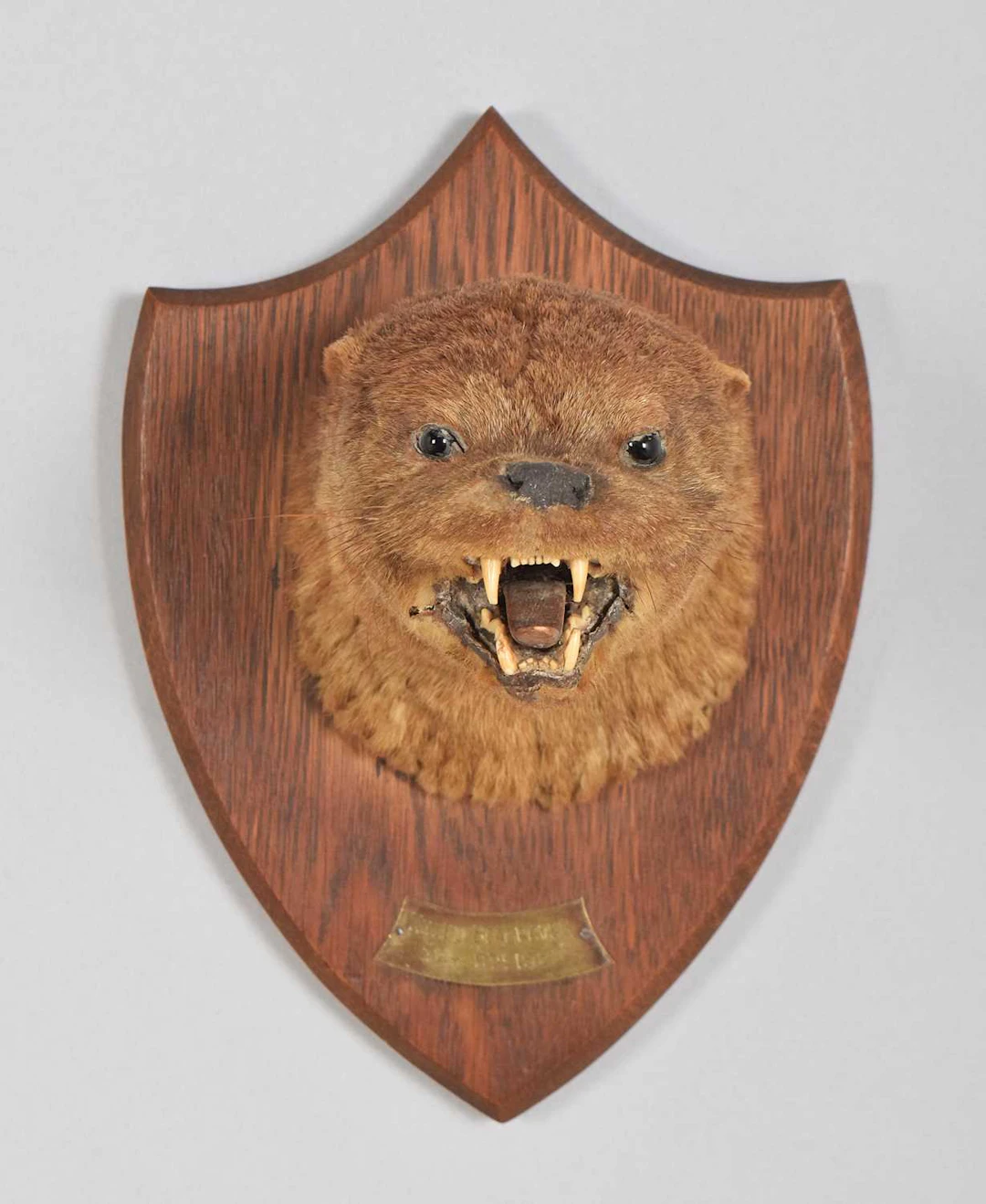 Taxidermy: Eurasian Otter Mask, dated 1922