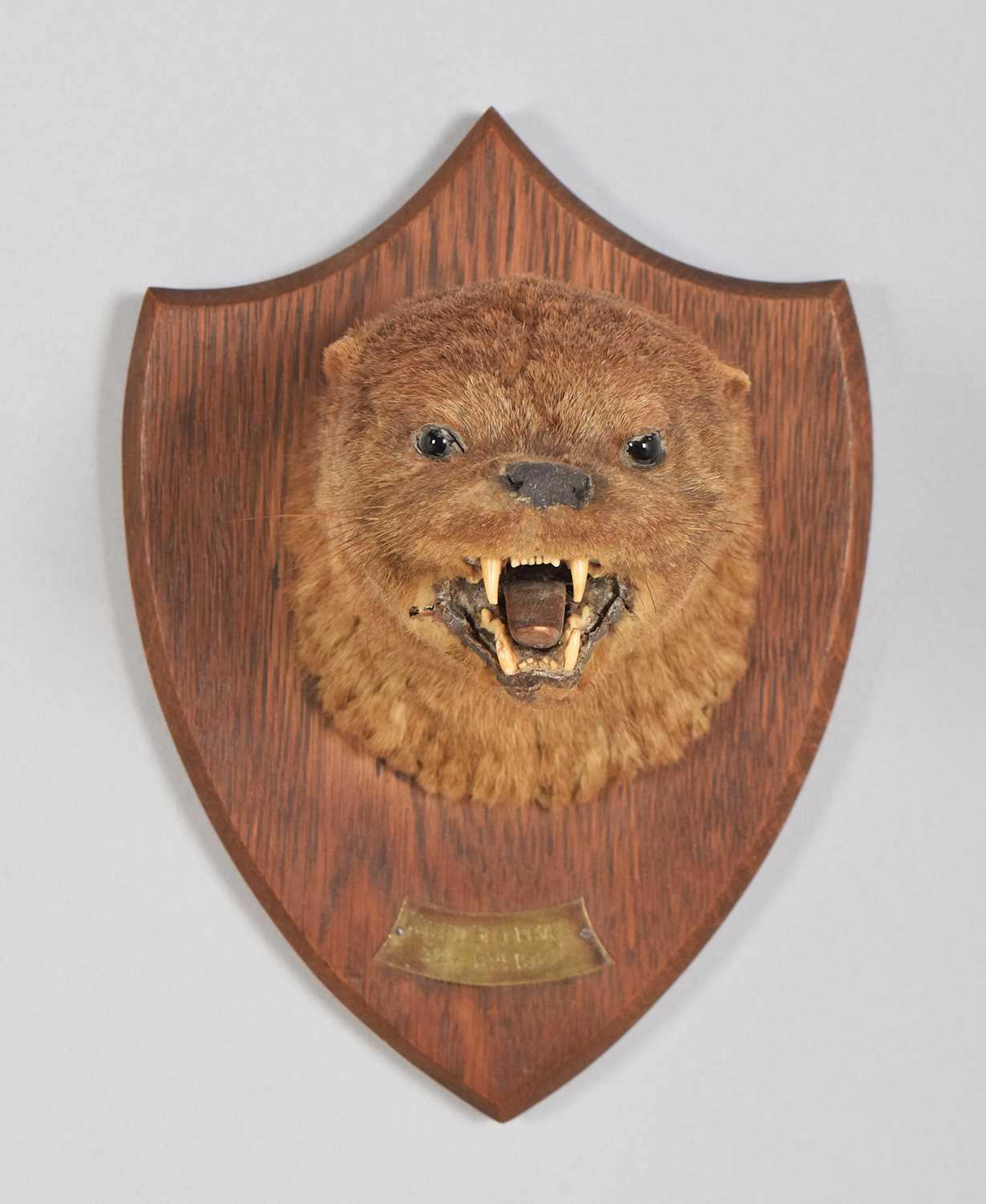 Taxidermy: Eurasian Otter Mask, dated 1922