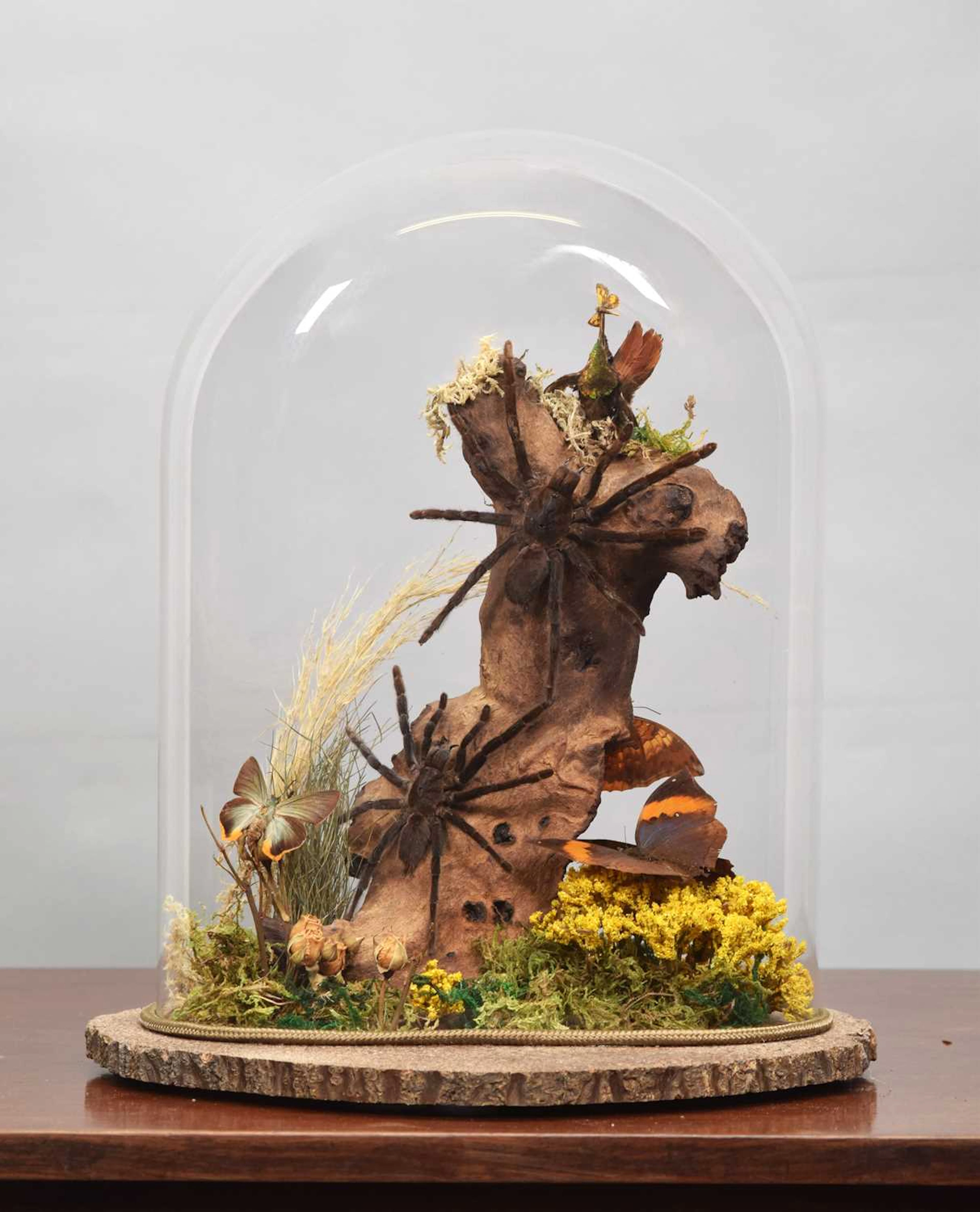 Araneology:, A Tarantula Butterfly and Hummingbird Diorama