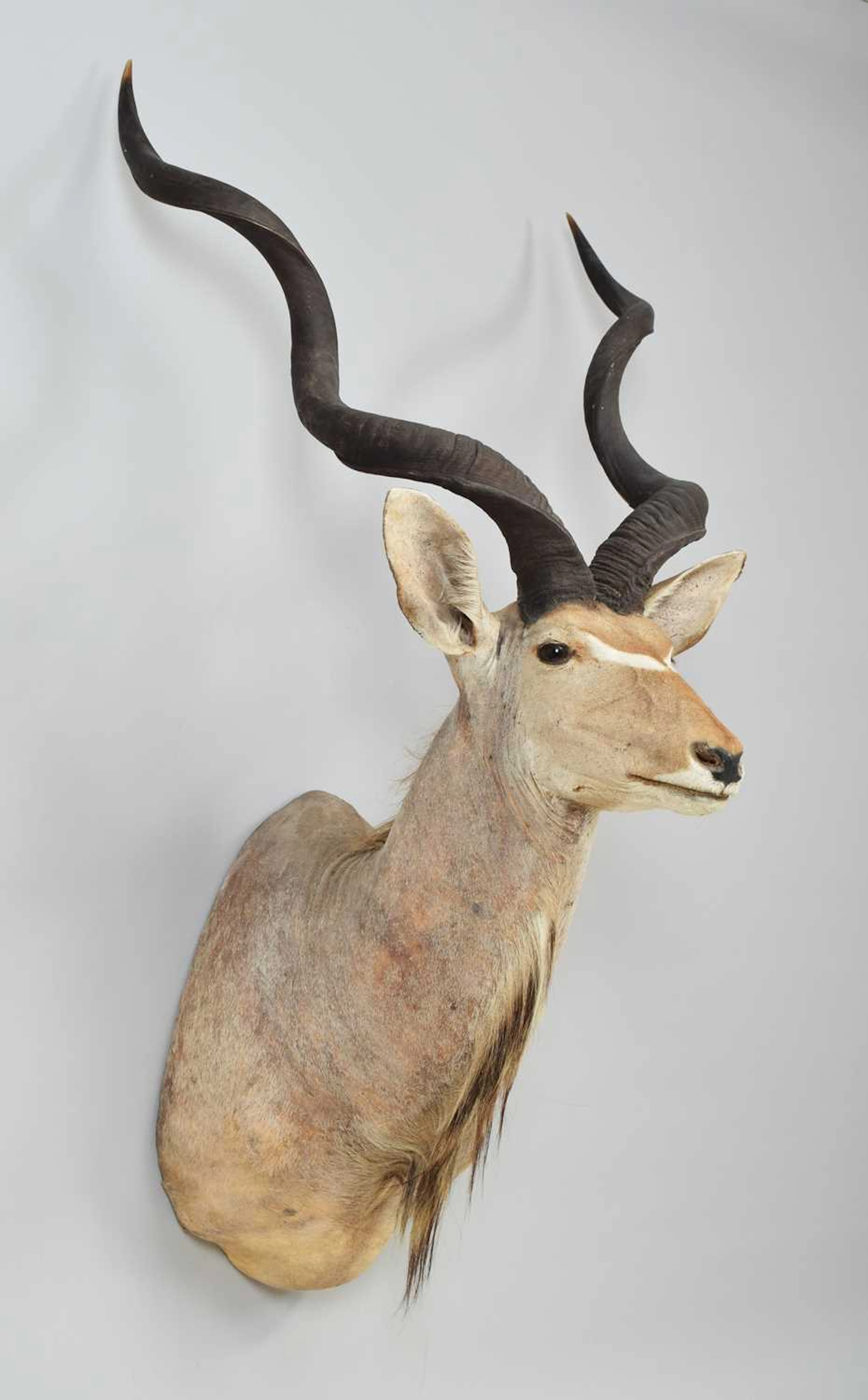 Taxidermy: Cape Greater Kudu (Strepsiceros strepsiceros), modern