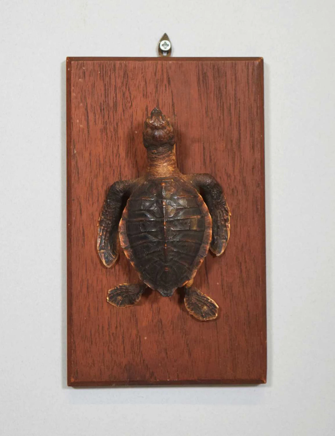 Taxidermy: A Juvenile Hawksbill Sea Turtle (Eretmochelys imbricata)