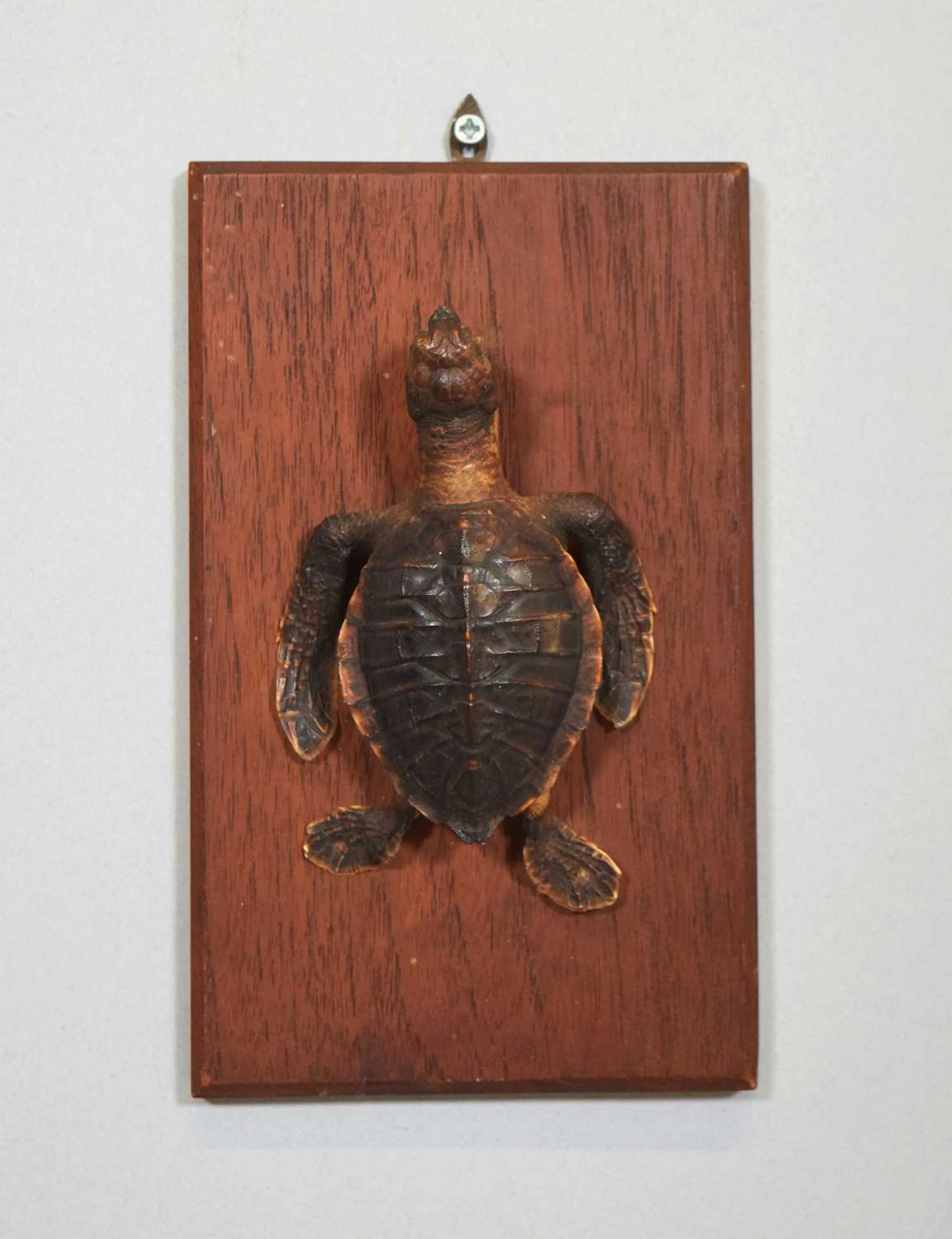 Taxidermy: A Juvenile Hawksbill Sea Turtle (Eretmochelys imbricata)