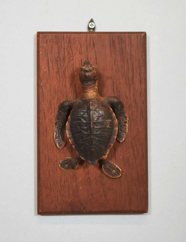 Taxidermy: A Juvenile Hawksbill Sea Turtle (Eretmochelys imbricata)