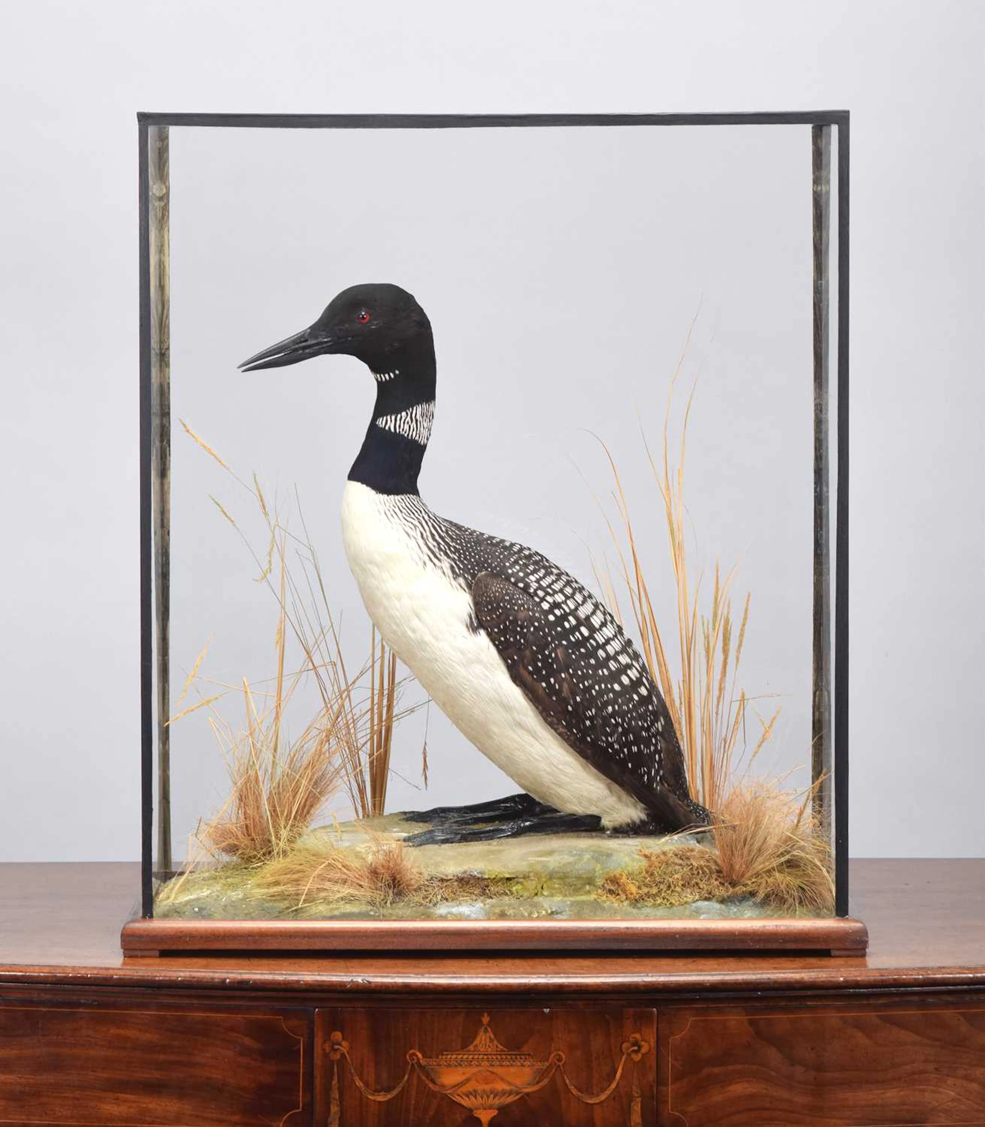 Taxidermy: A Cased Great Northern Diver or Common Loon (Gavia immer)