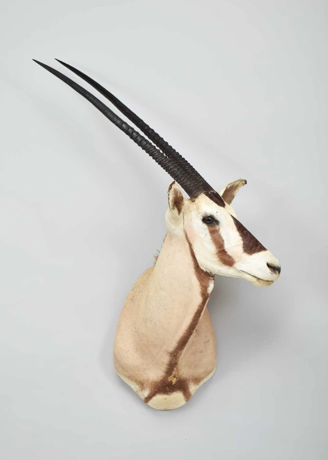 Taxidermy: Gemsbok Oryx (Oryx gazella), modern, (Oryx gazella), by
