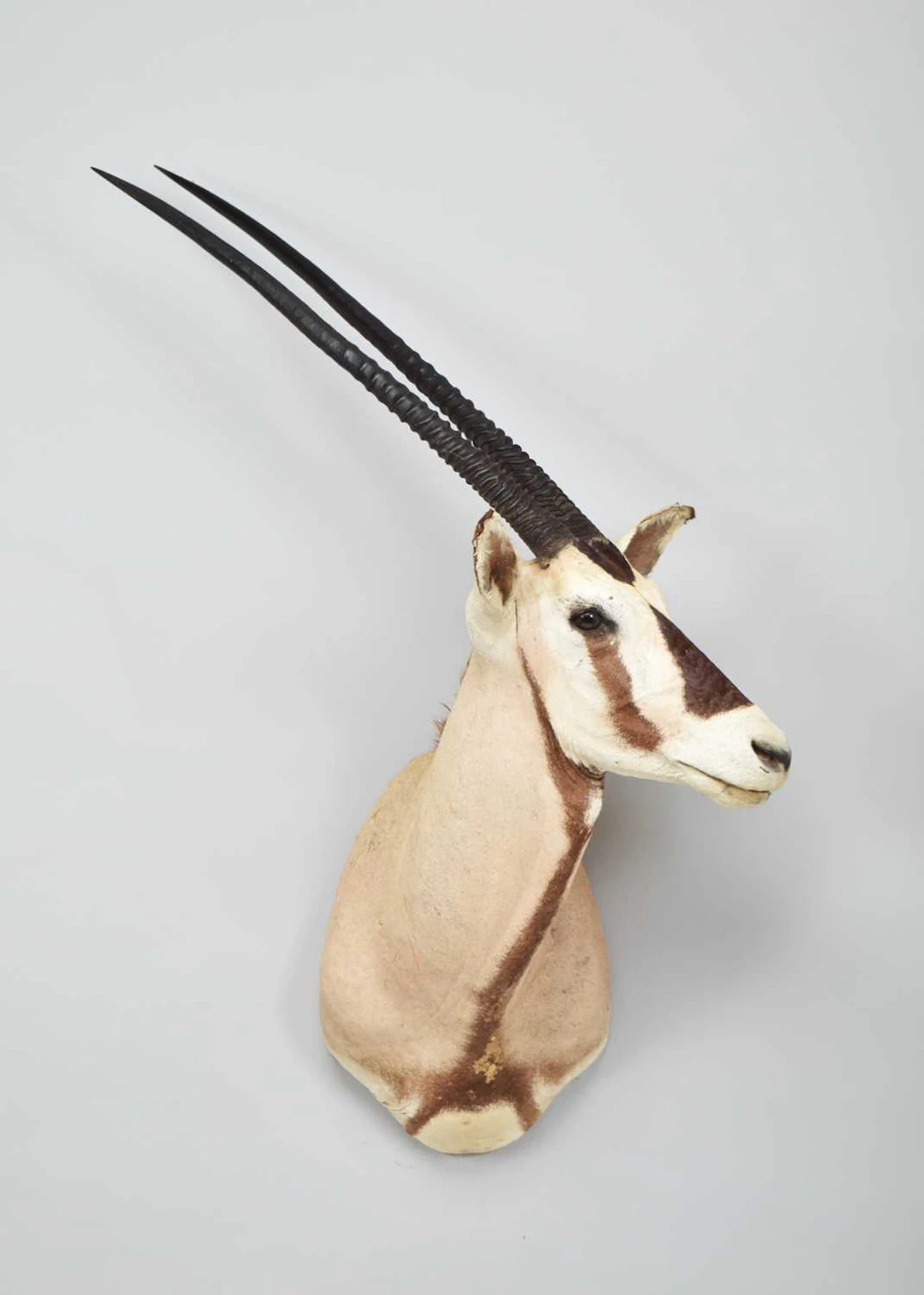 Taxidermy: Gemsbok Oryx (Oryx gazella), modern, (Oryx gazella), by