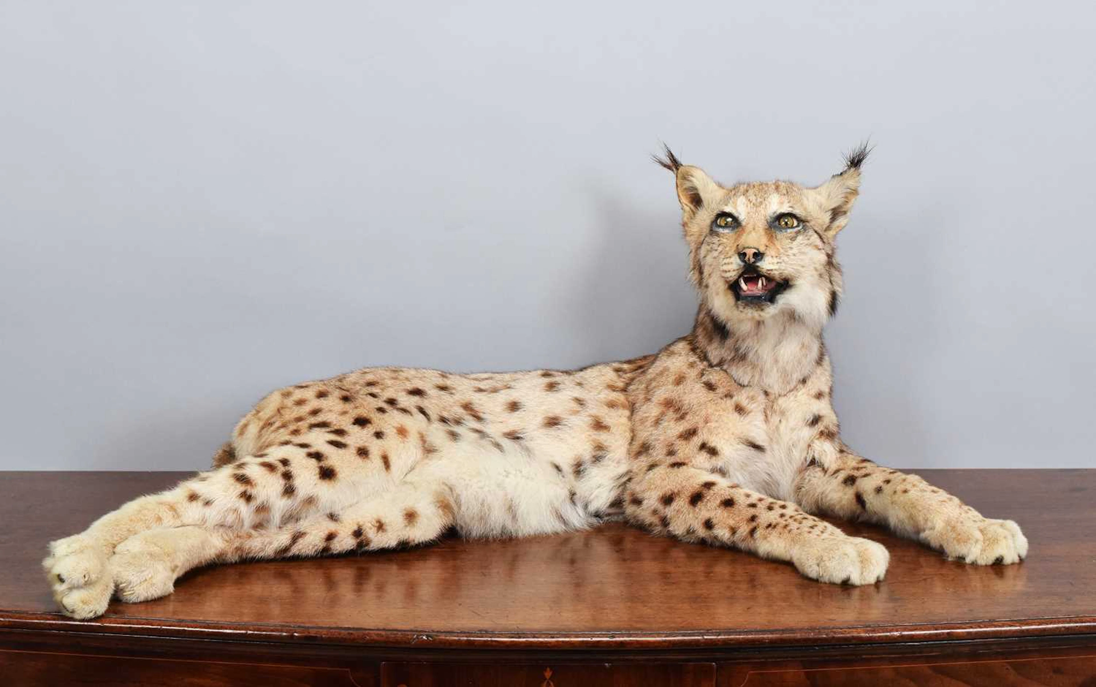 Taxidermy: European Lynx (Lynx lynx), dated 1997, (Lynx lynx), Lynx