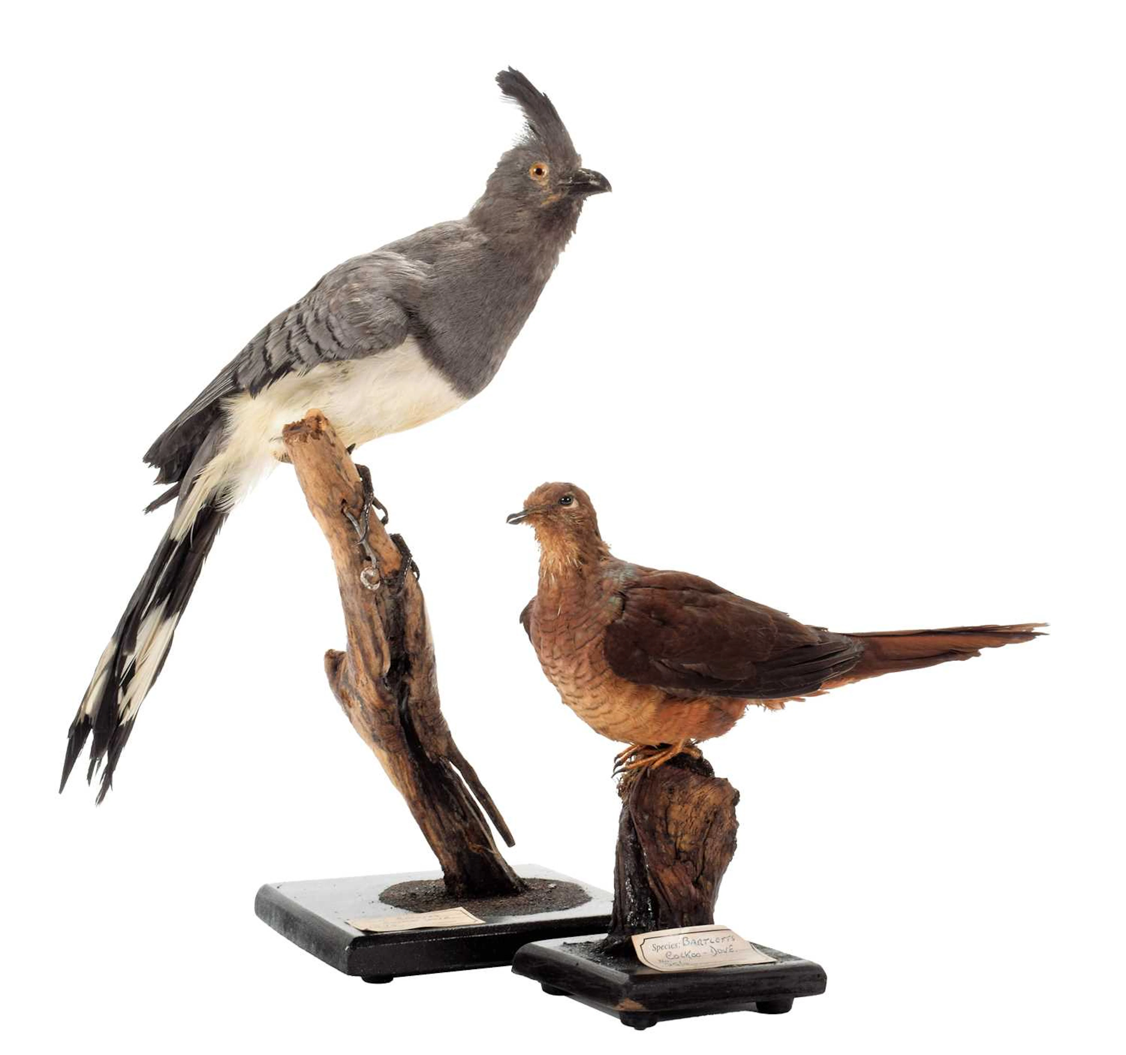 Taxidermy: A White-Bellied Go-Away-Bird & Bartletts Cuckoo-Dove, captive